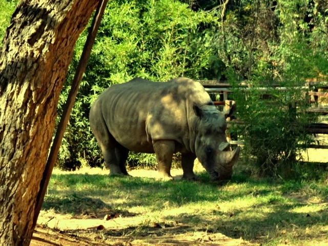 White-rhino - Belo Horizonte zoo