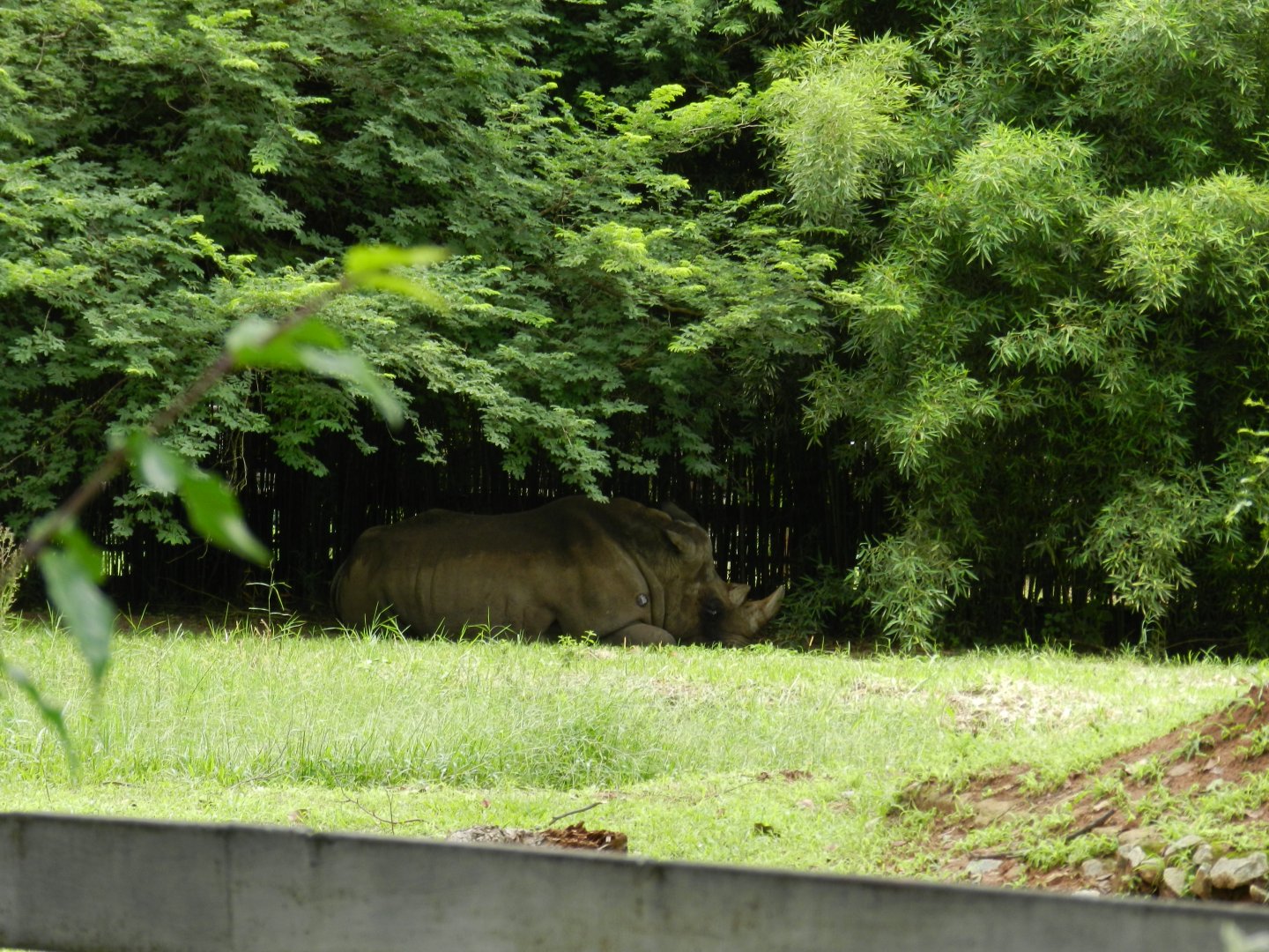White rhino - Belo Horizonte zoo
