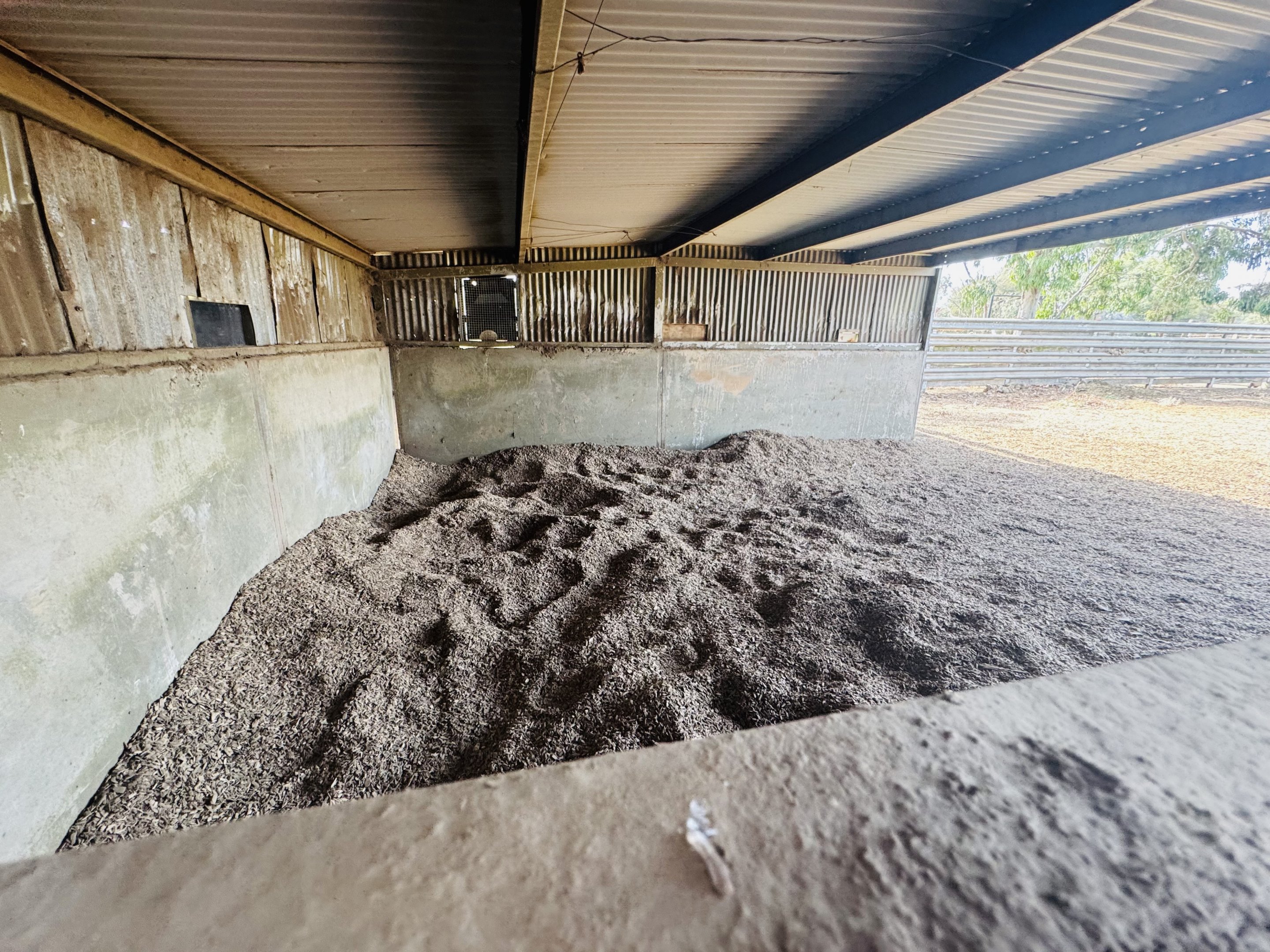 White Rhino birthing den
