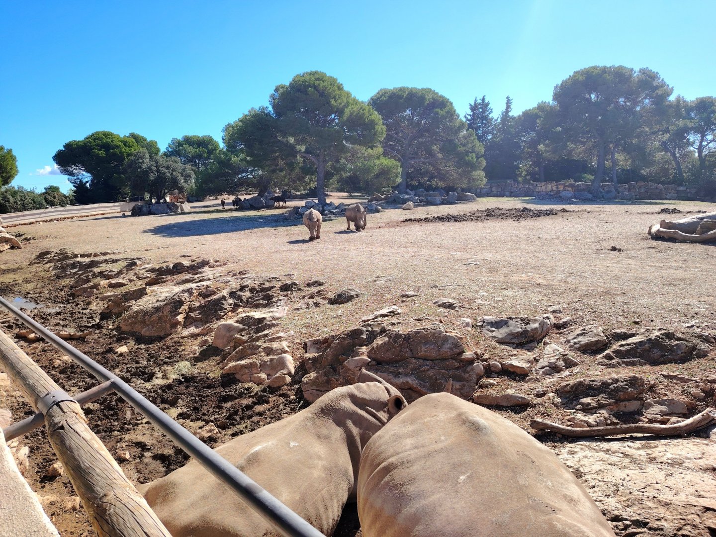 White Rhino, Blue Wildebeest and Beisa Exhibit