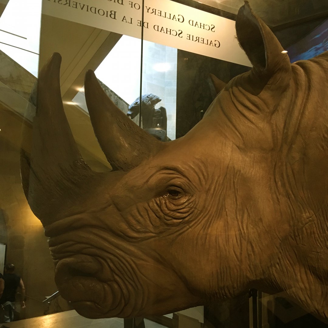 White Rhino "Bull" Closeup