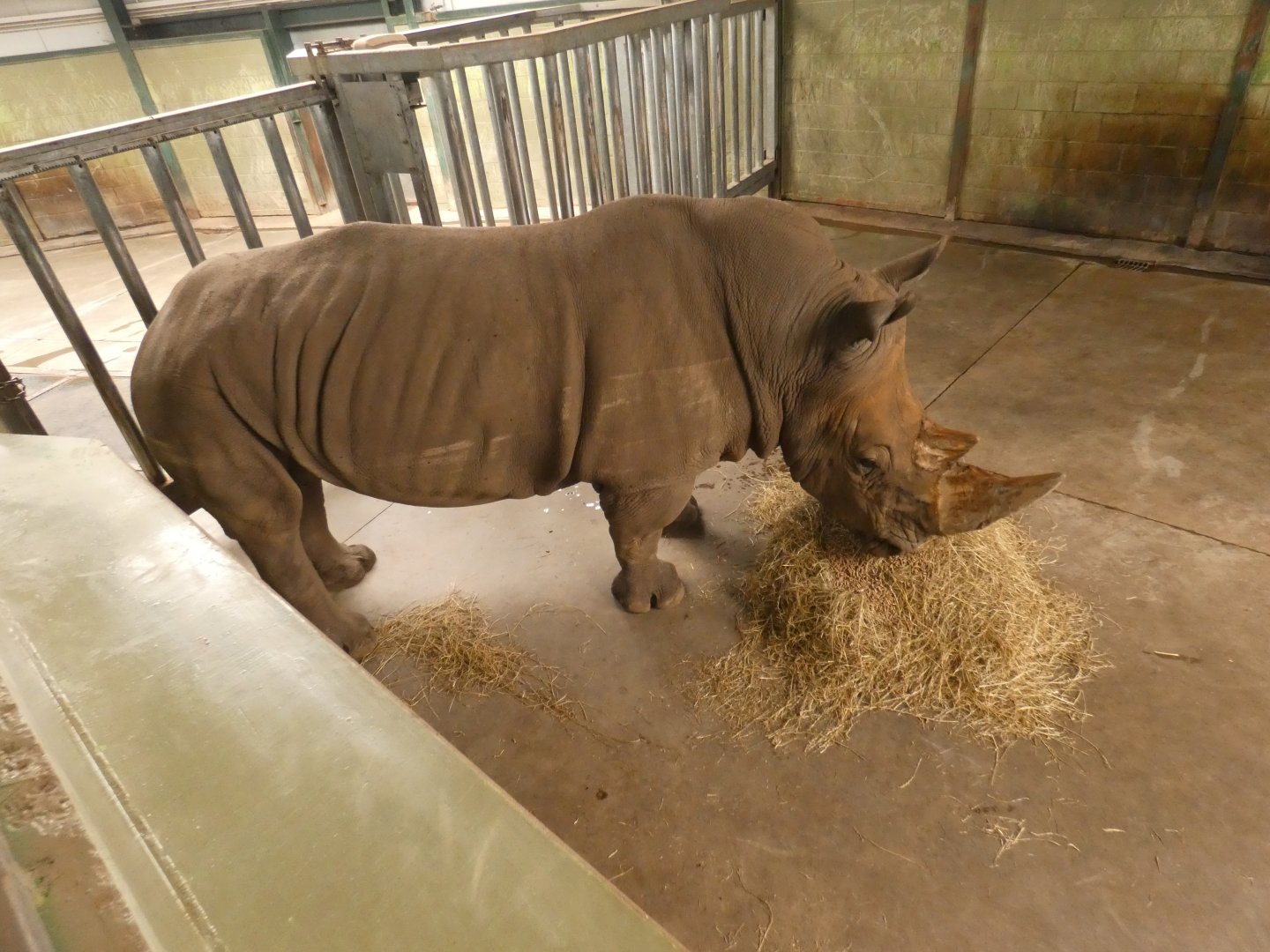 White rhino bull in the rhino house