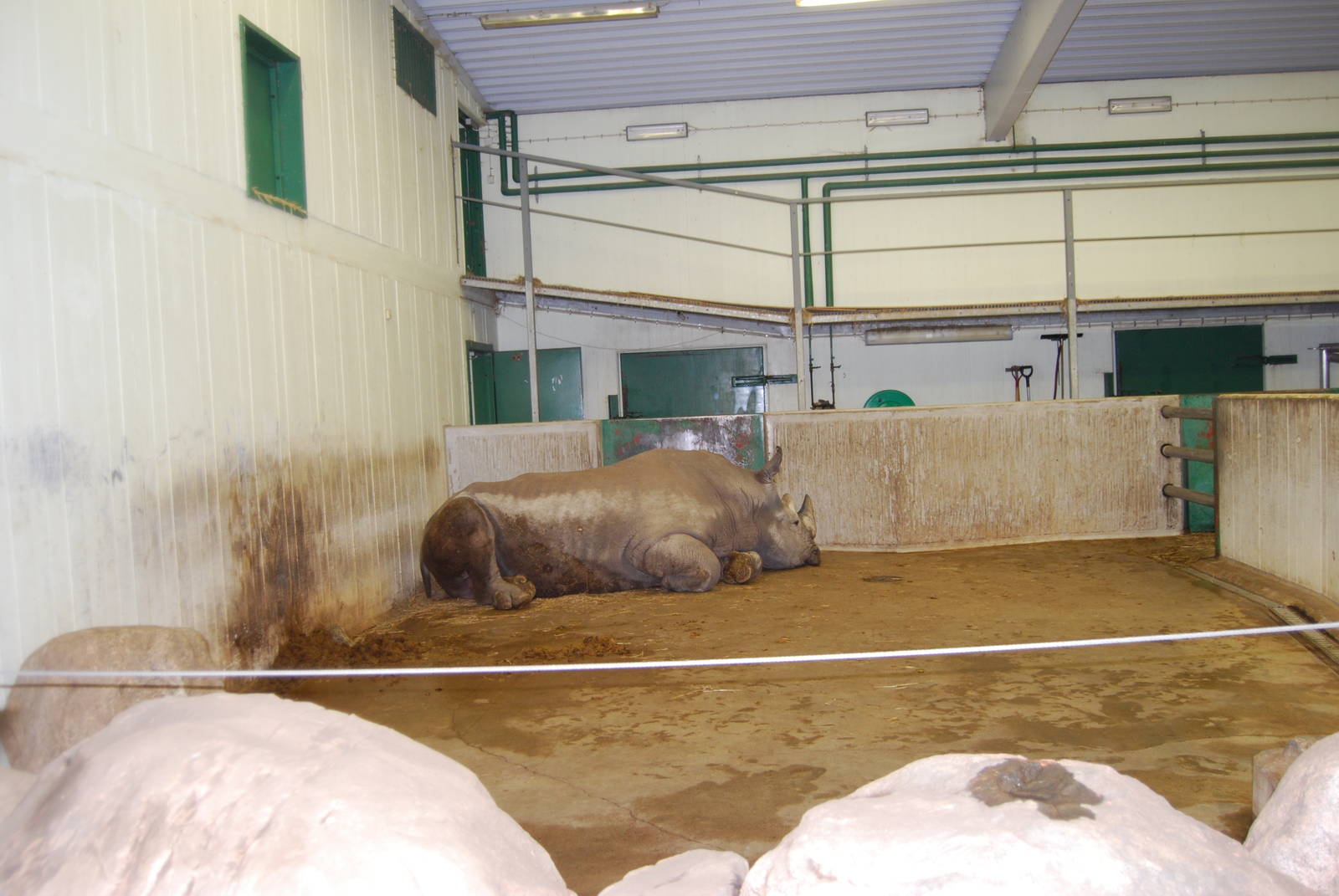 White Rhino-Bull Stable , Kolmarden Zoo