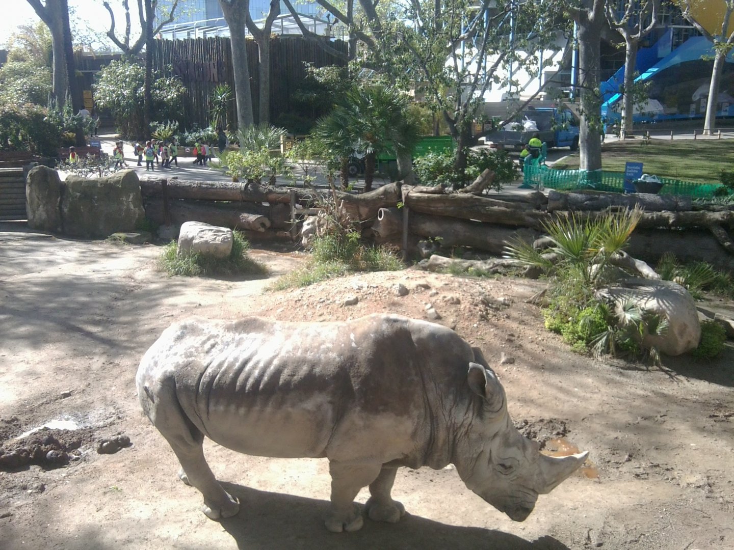 White rhino (bull)