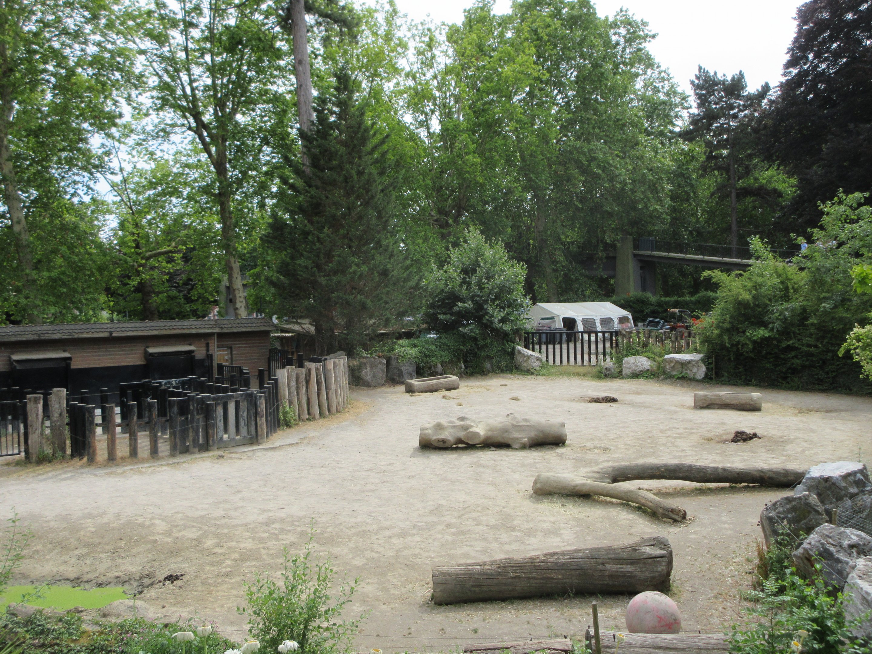 White Rhino/Burchell's Zebra Exhibit (50% of it)