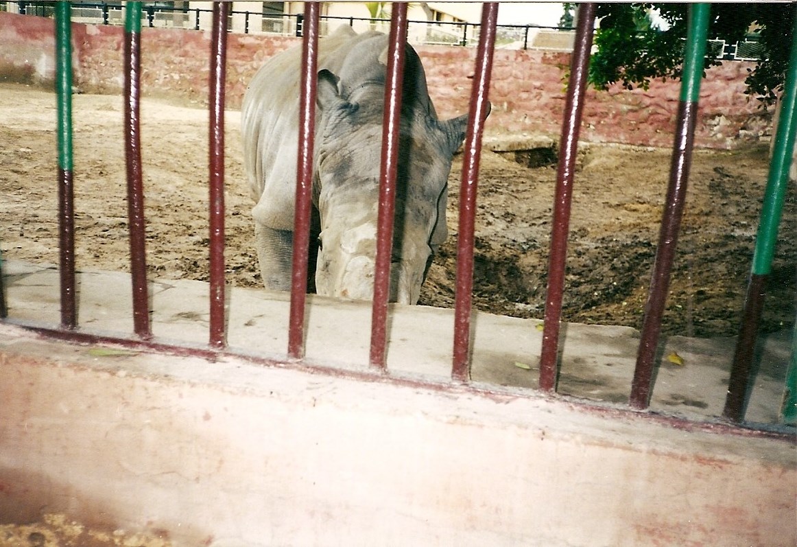 White rhino c.2001