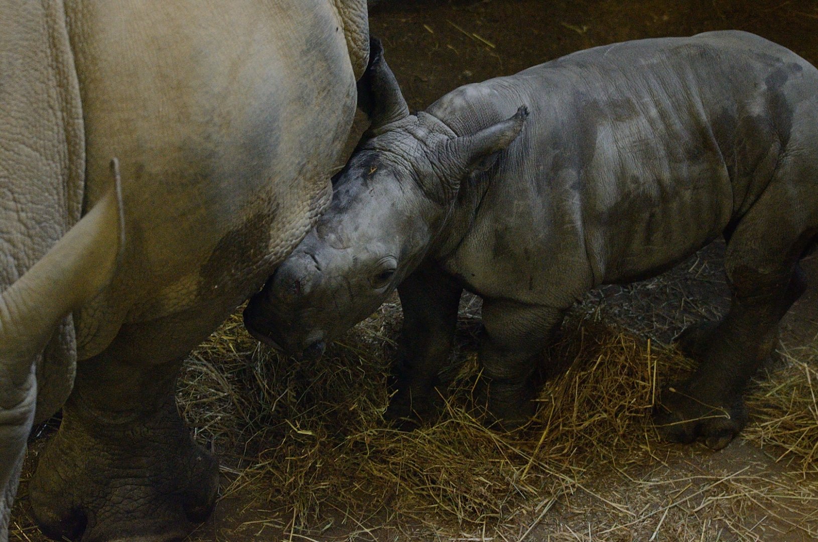 White Rhino Calf - 7 days old (11/01/2020)