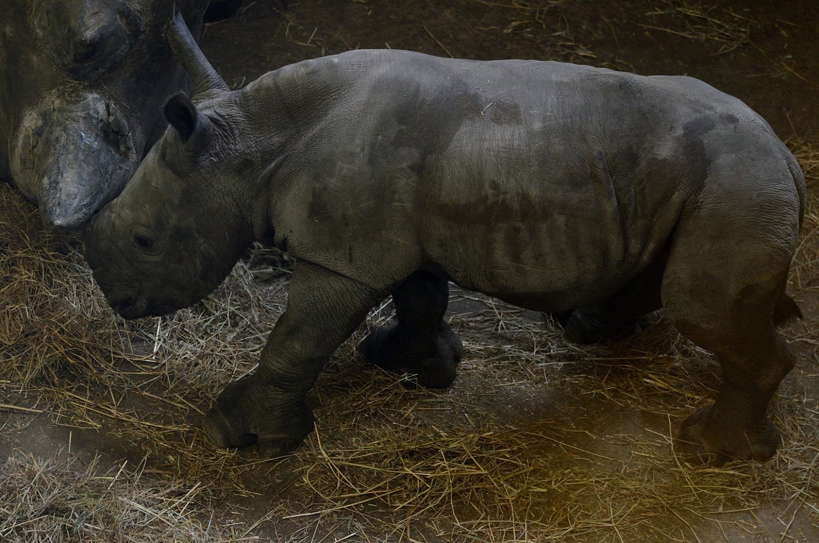 White Rhino Calf - 7 days old (11/01/2020)
