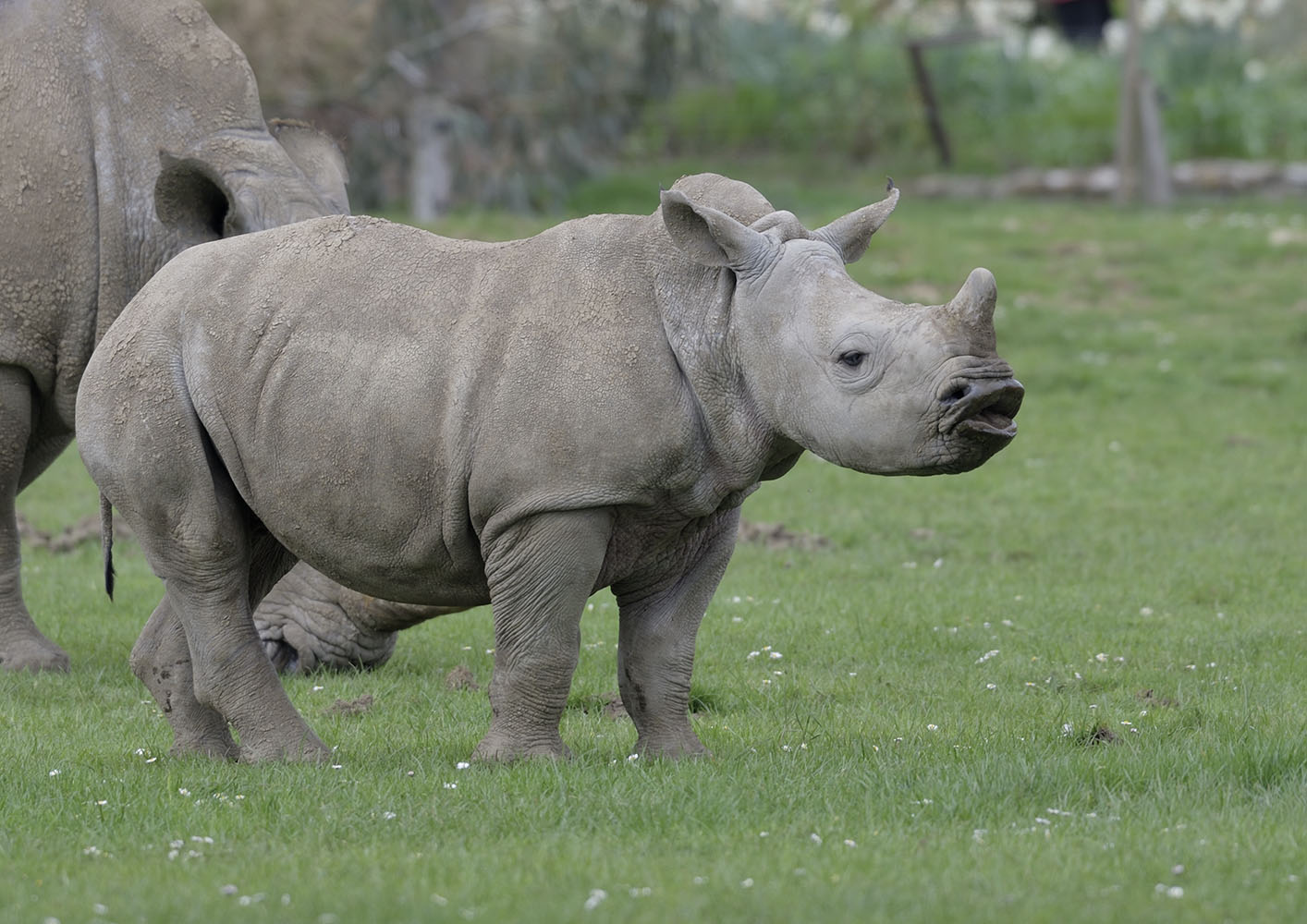 White rhino calf 'Alan' reacts to scent