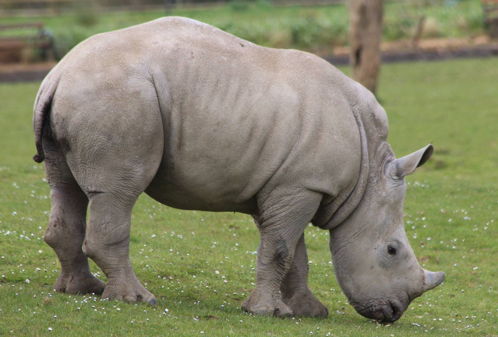 White Rhino calf, Astrid