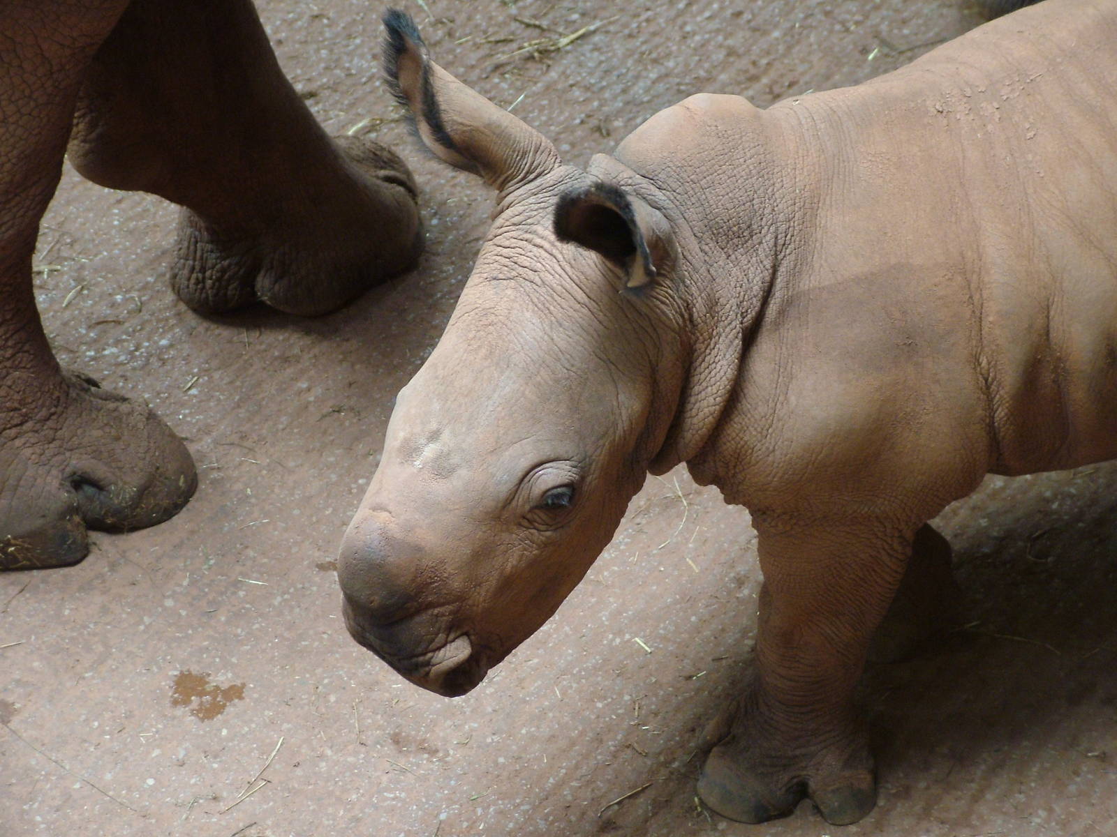 White Rhino calf at South Lakes WAP 2008