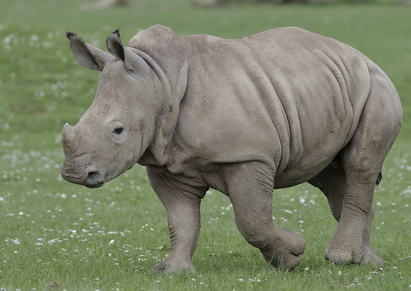 White rhino calf 'Belle'