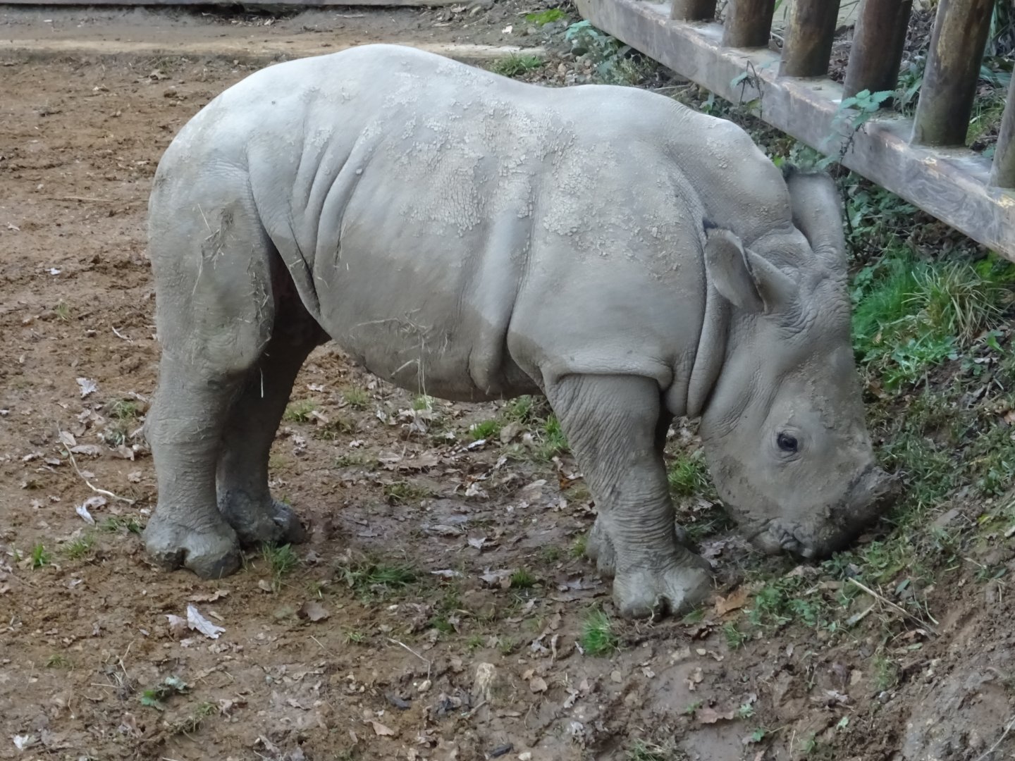White Rhino Calf (Ceratotherium simum)