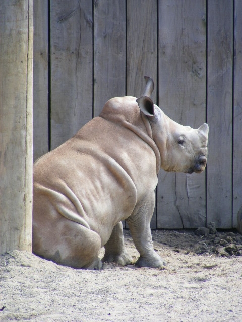 White rhino calf Ebun