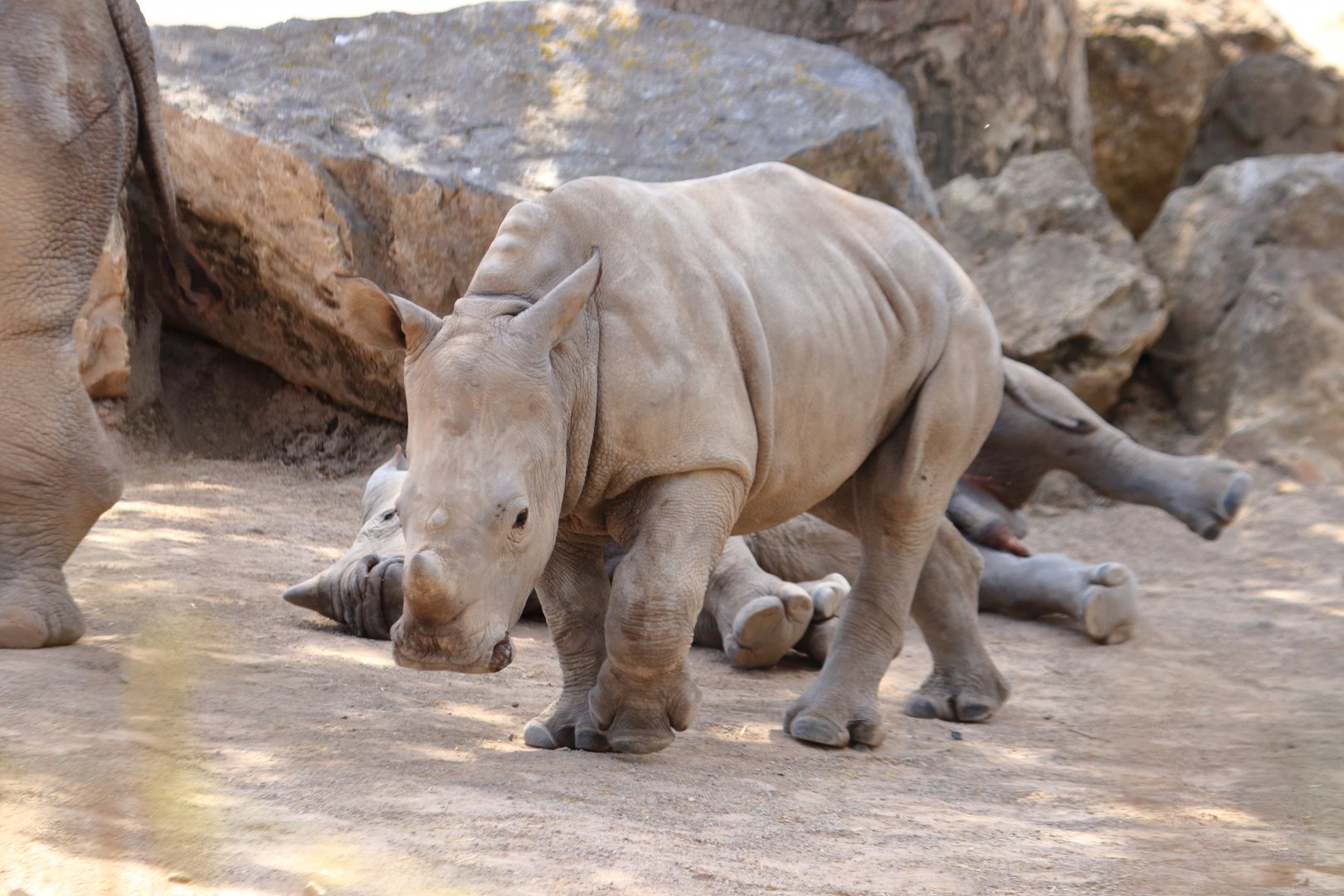 White rhino calf (July 2020)