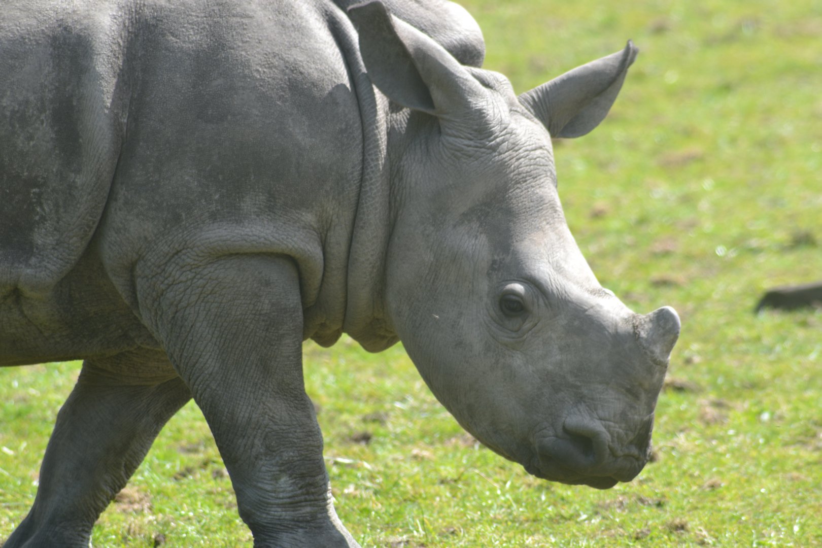 White Rhino Calf Malaika close up