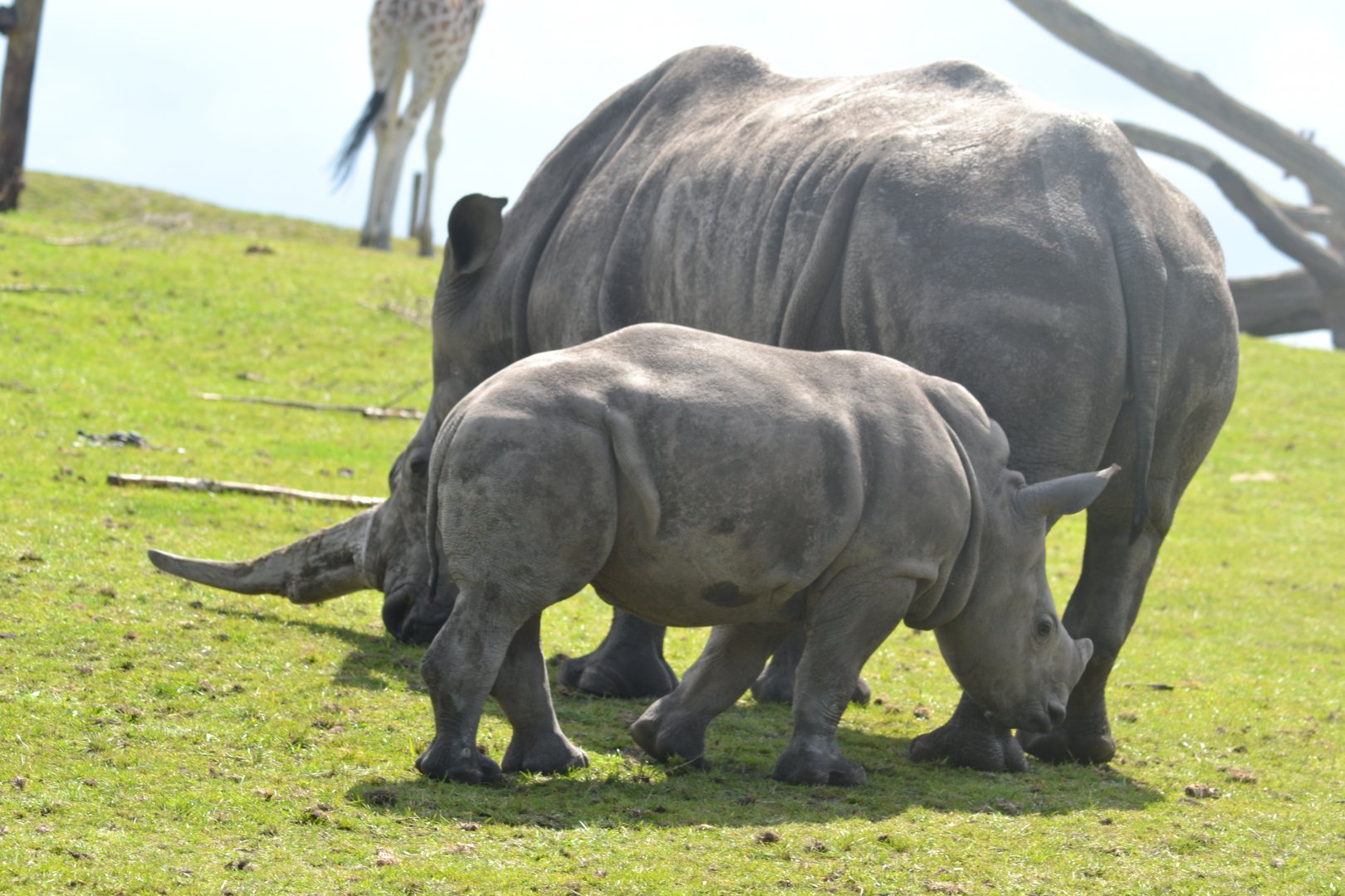 White Rhino Calf, Malaika with mother