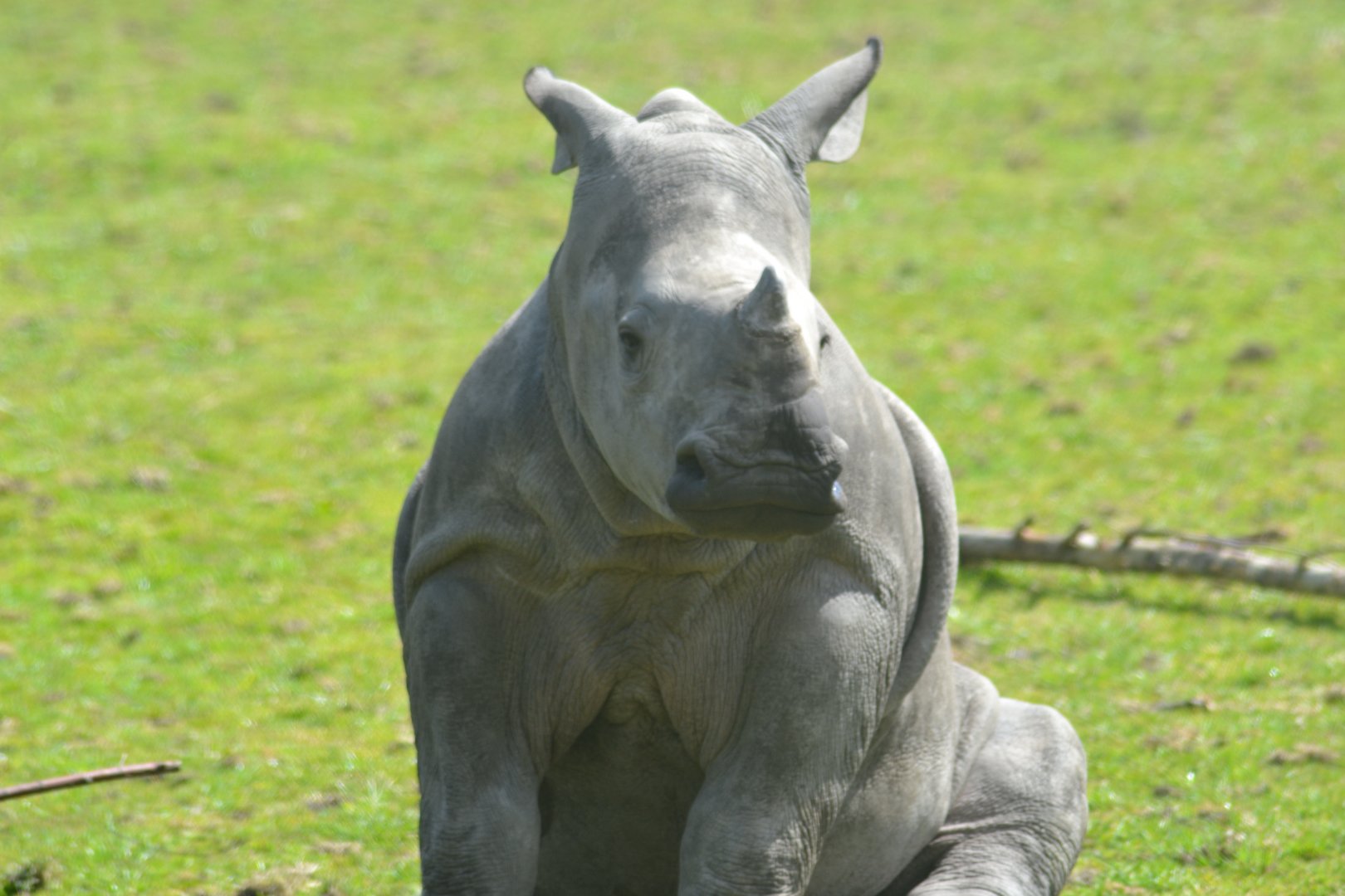 White Rhino Calf, Malaika