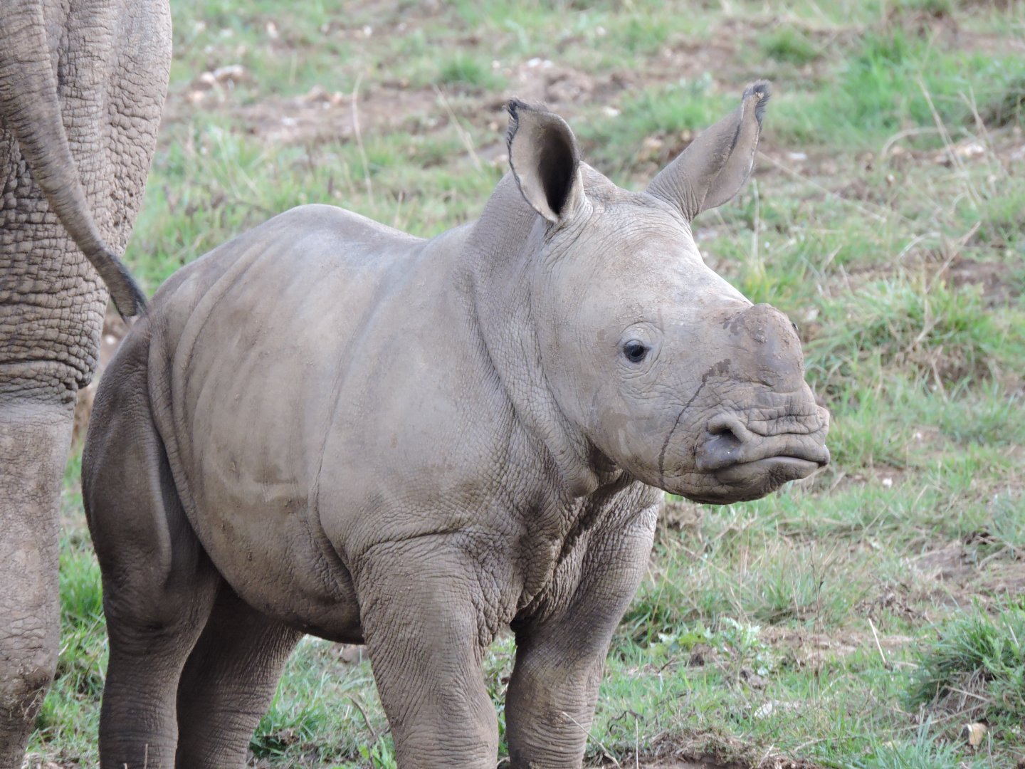 White Rhino calf Nandi