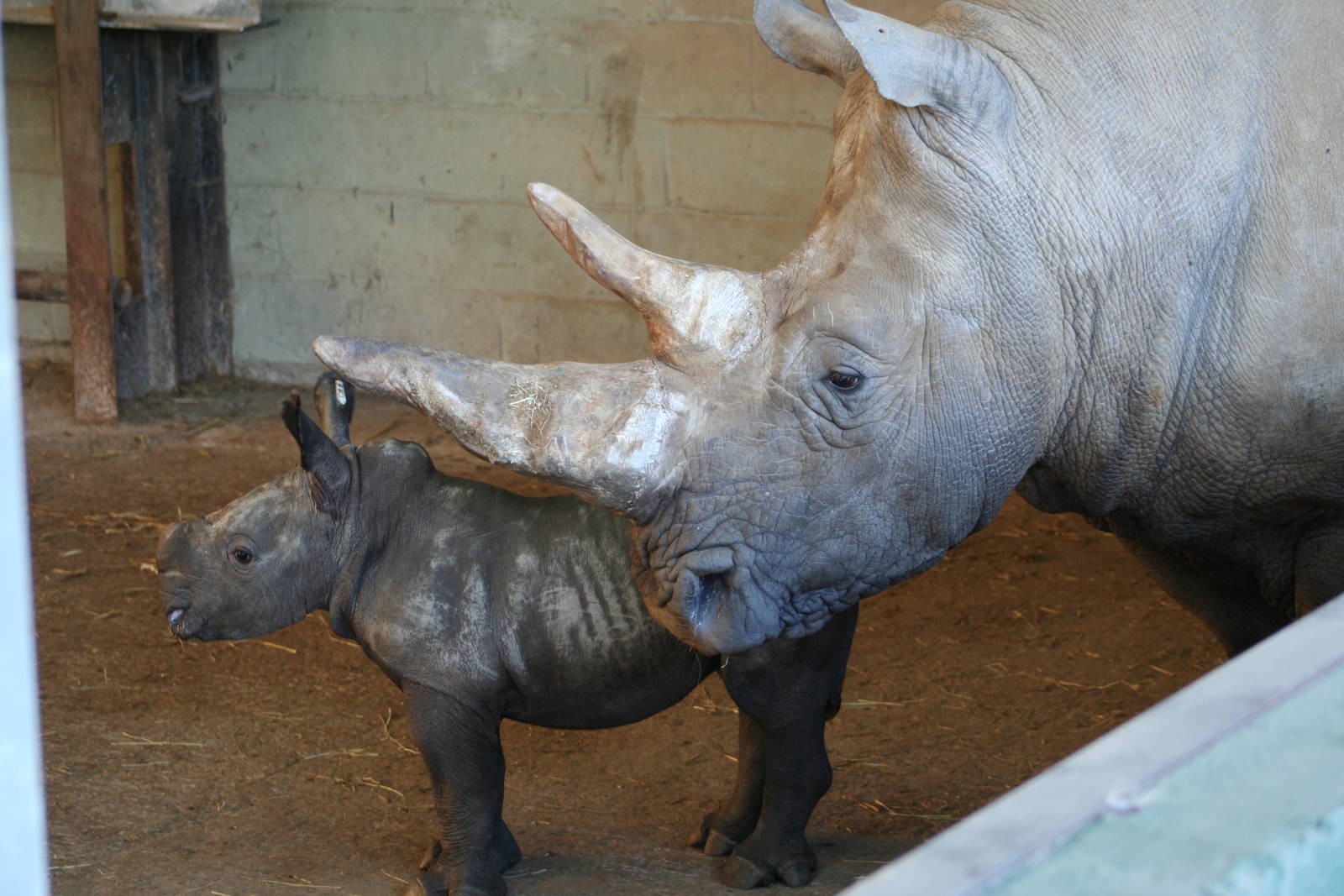 White Rhino & calf @ Whipsnade; 20.10.2005