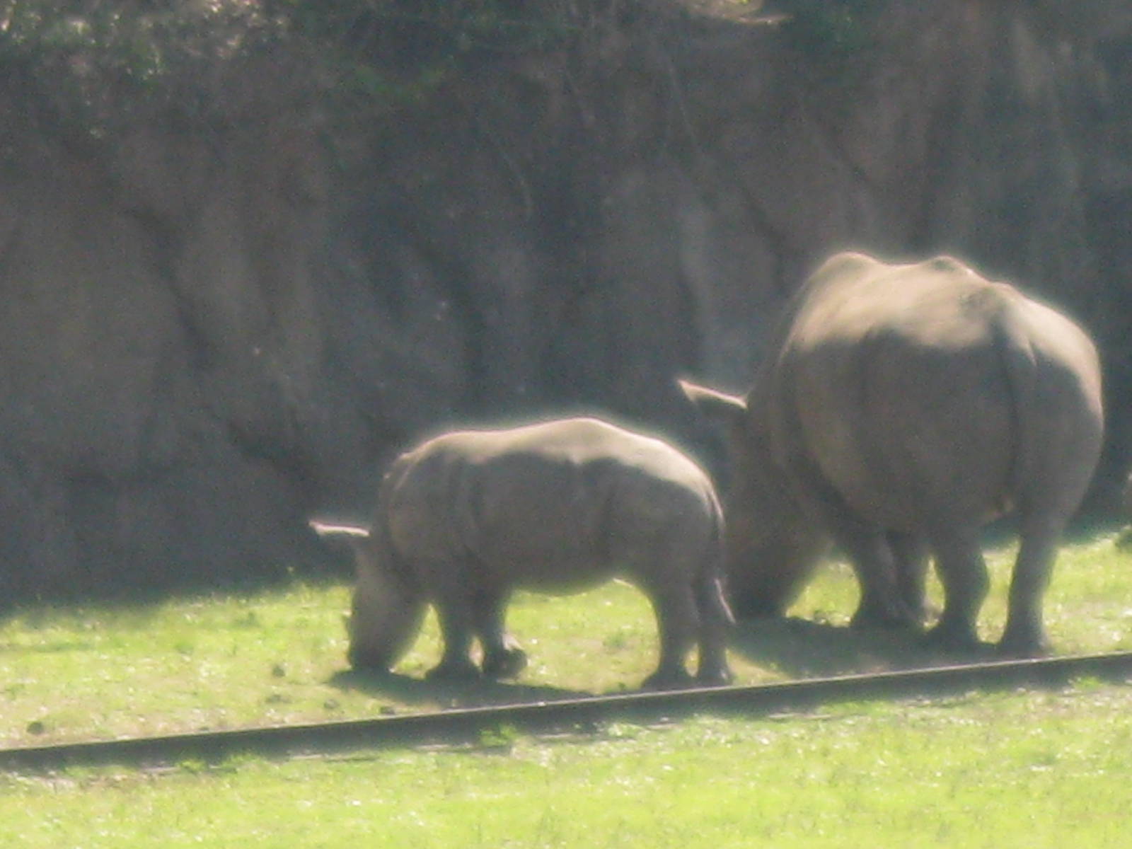 White Rhino Calf