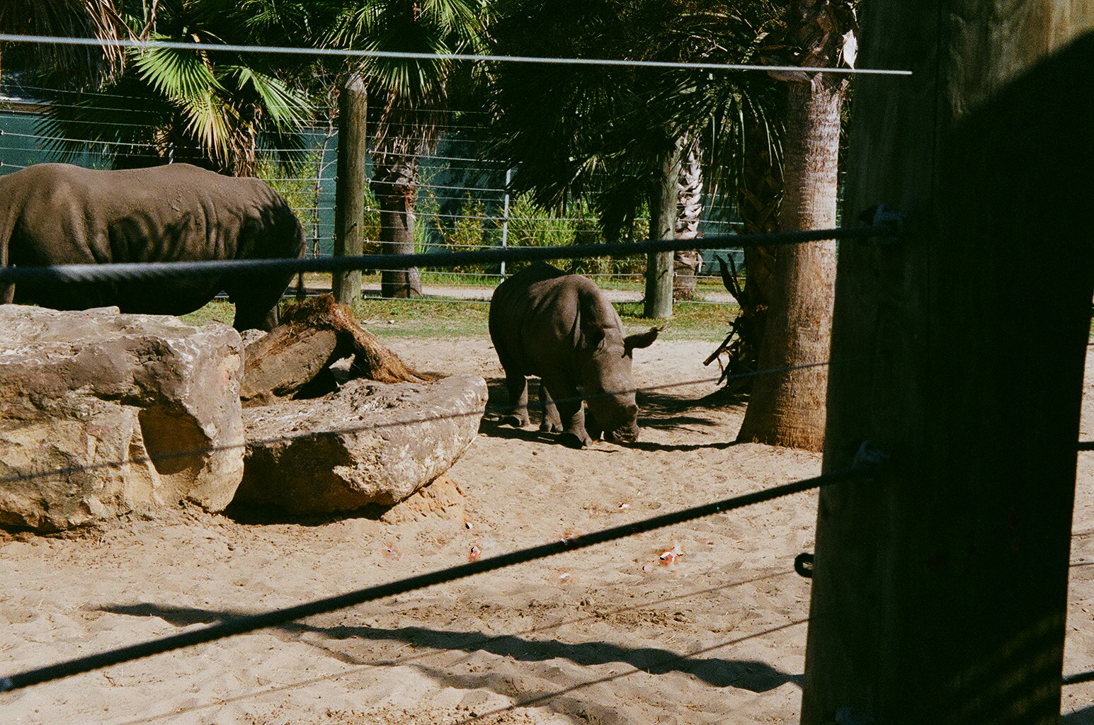 White Rhino Calf