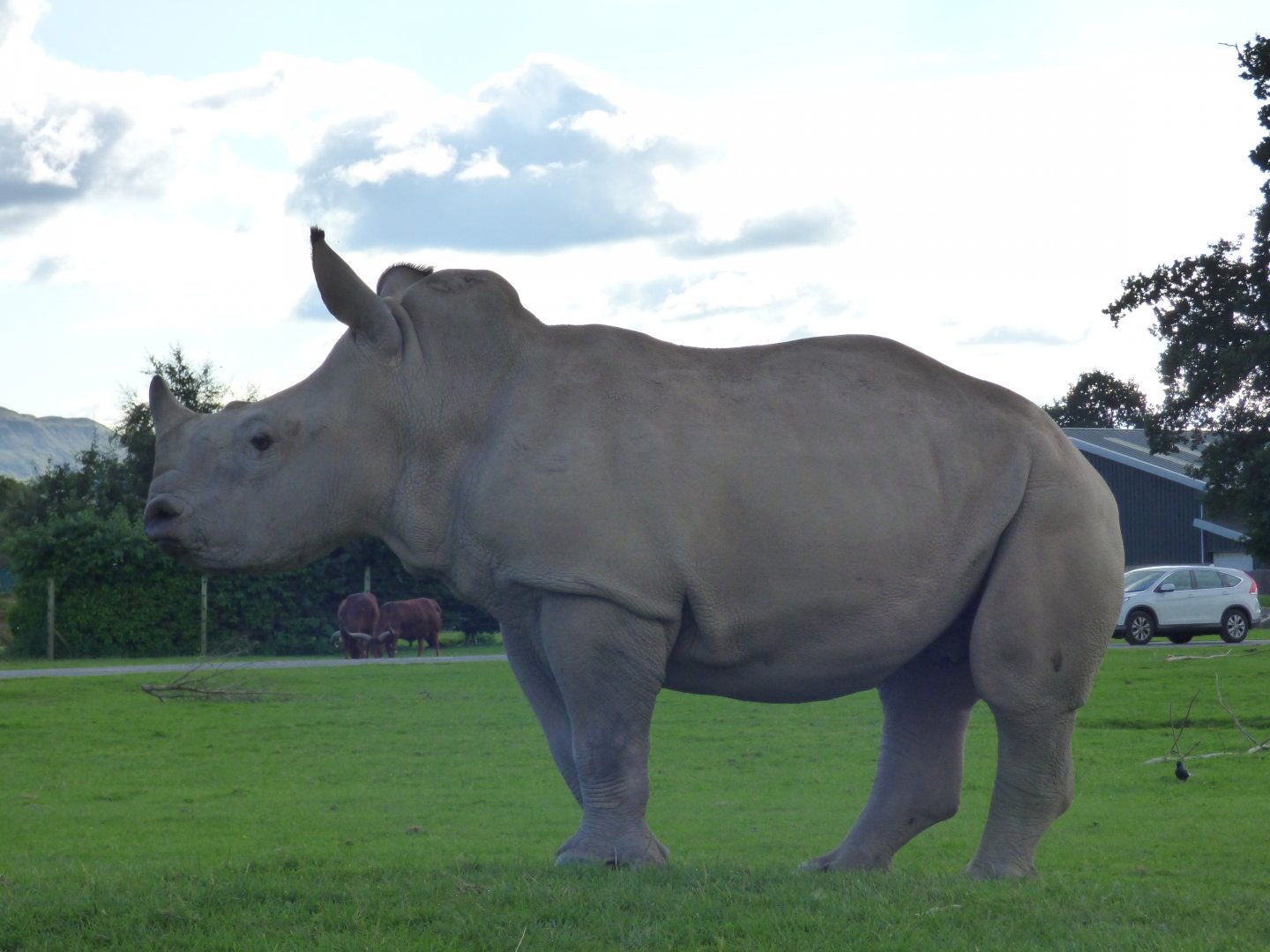 White Rhino Calf