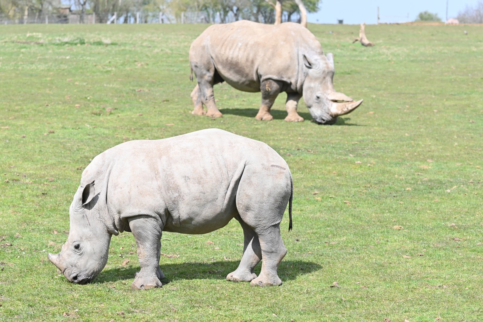 White Rhino calf