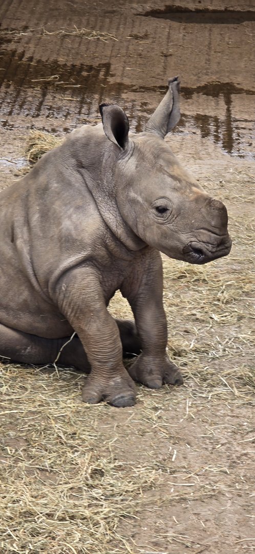 White rhino calf