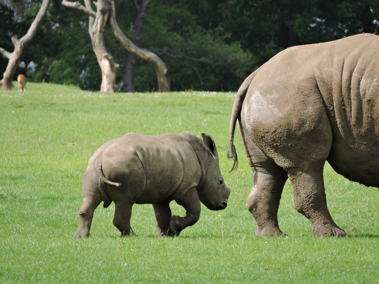 White Rhino Calf