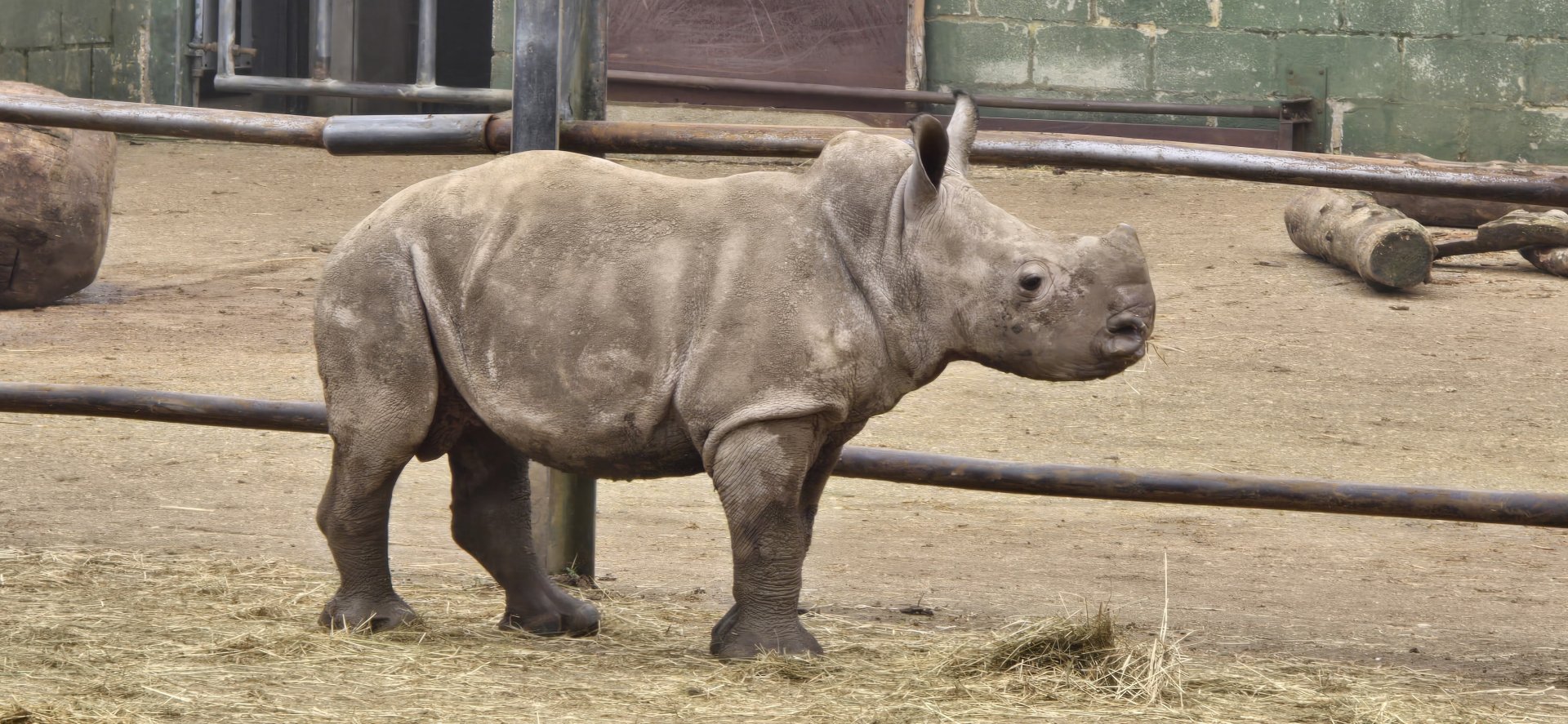 White rhino calf