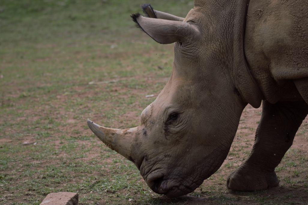 White Rhino (Ceratotherium simum simum)