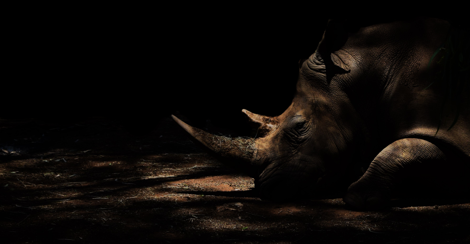 White Rhino (Ceratotherium simum simum)