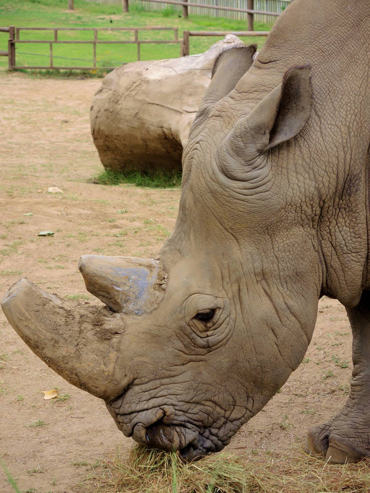 White rhino (Ceratotherium simum)