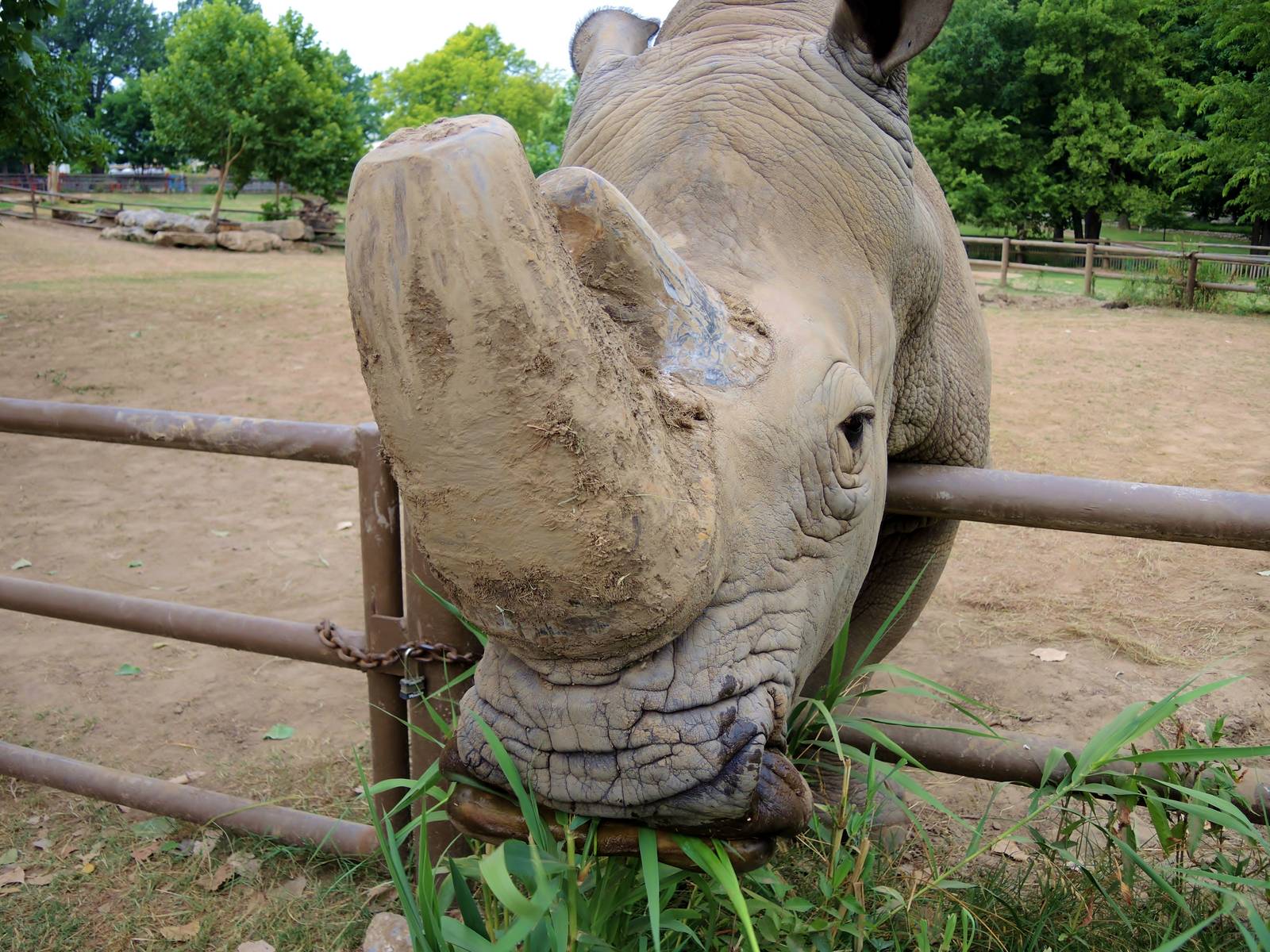White rhino (Ceratotherium simum)