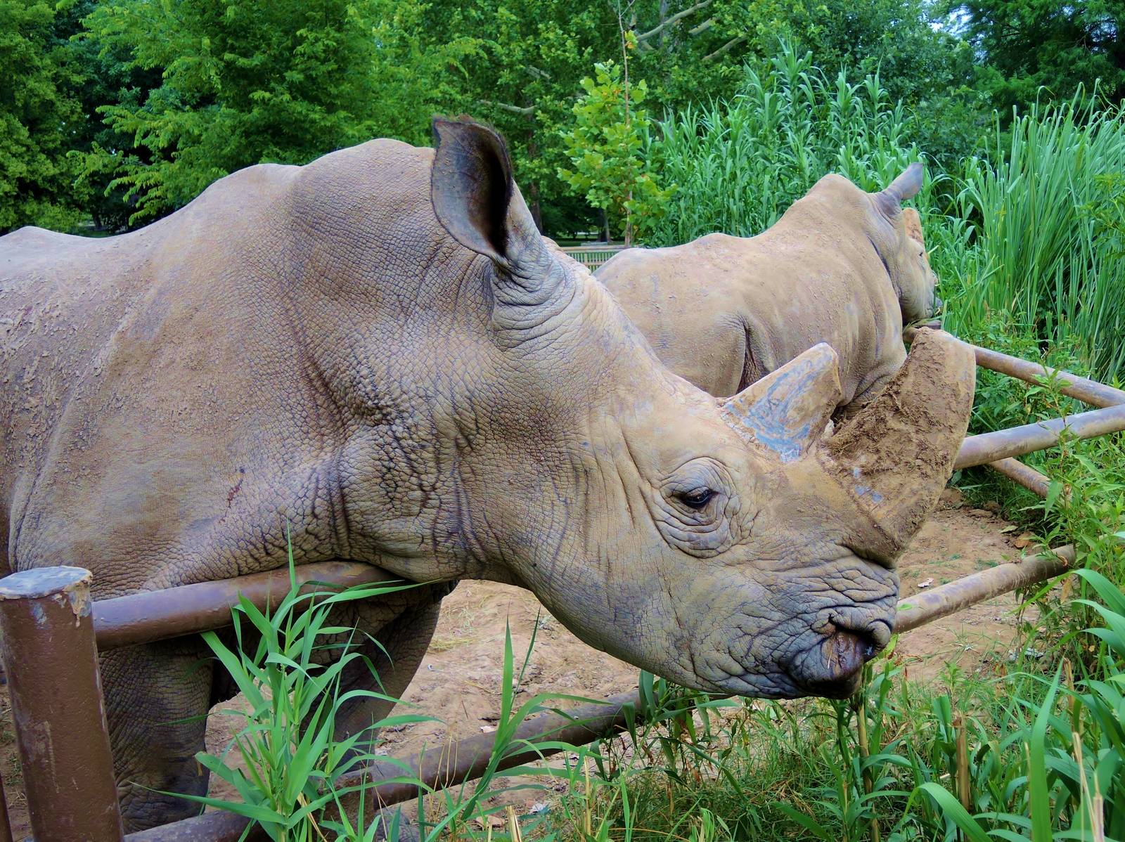 White rhino (Ceratotherium simum)