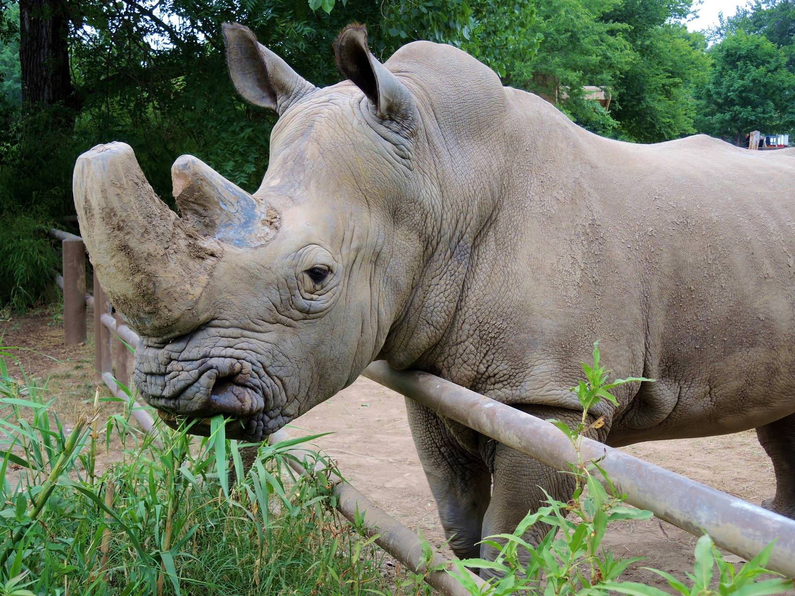 White rhino (Ceratotherium simum)