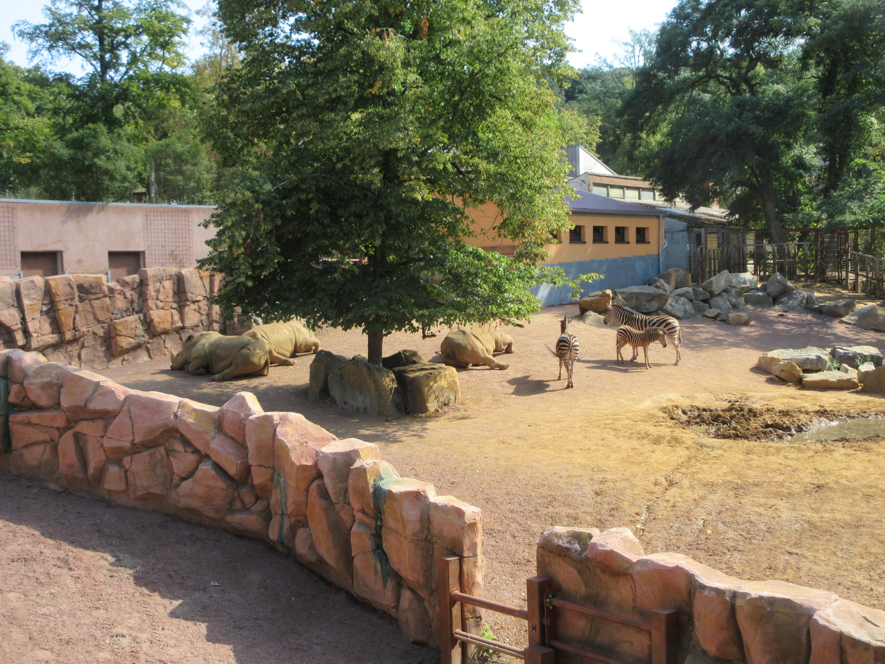 White Rhino/Chapman's Zebra/Red River Hog Exhibit