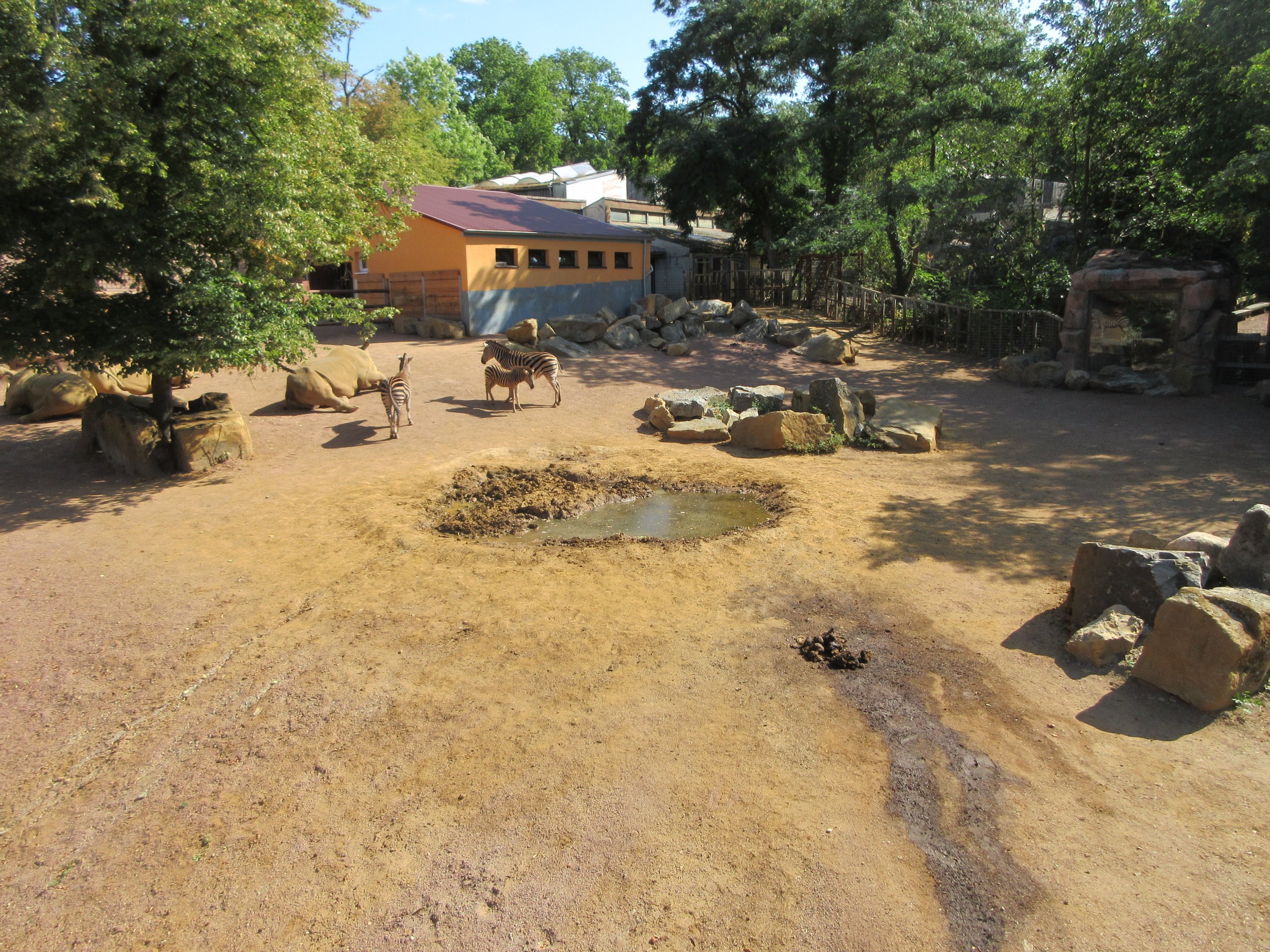 White Rhino/Chapman's Zebra/Red River Hog Exhibit