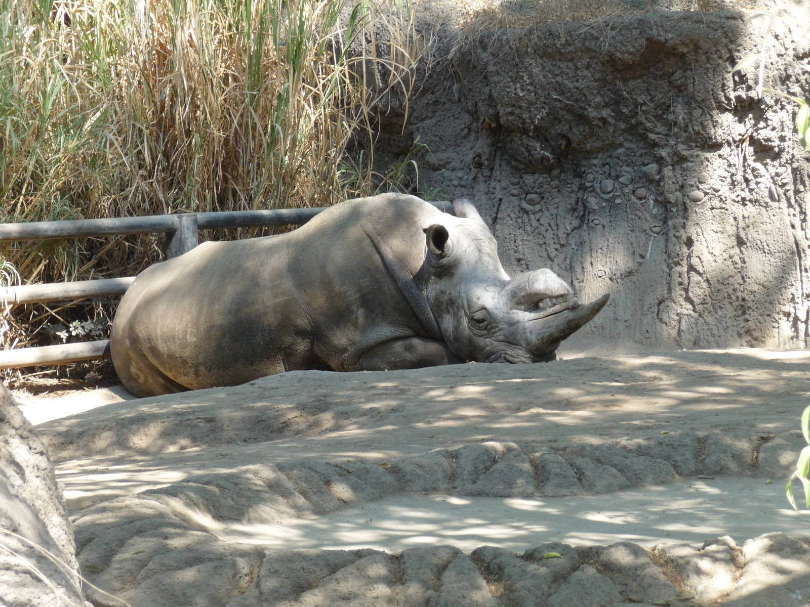 white rhino chapultepec zoo