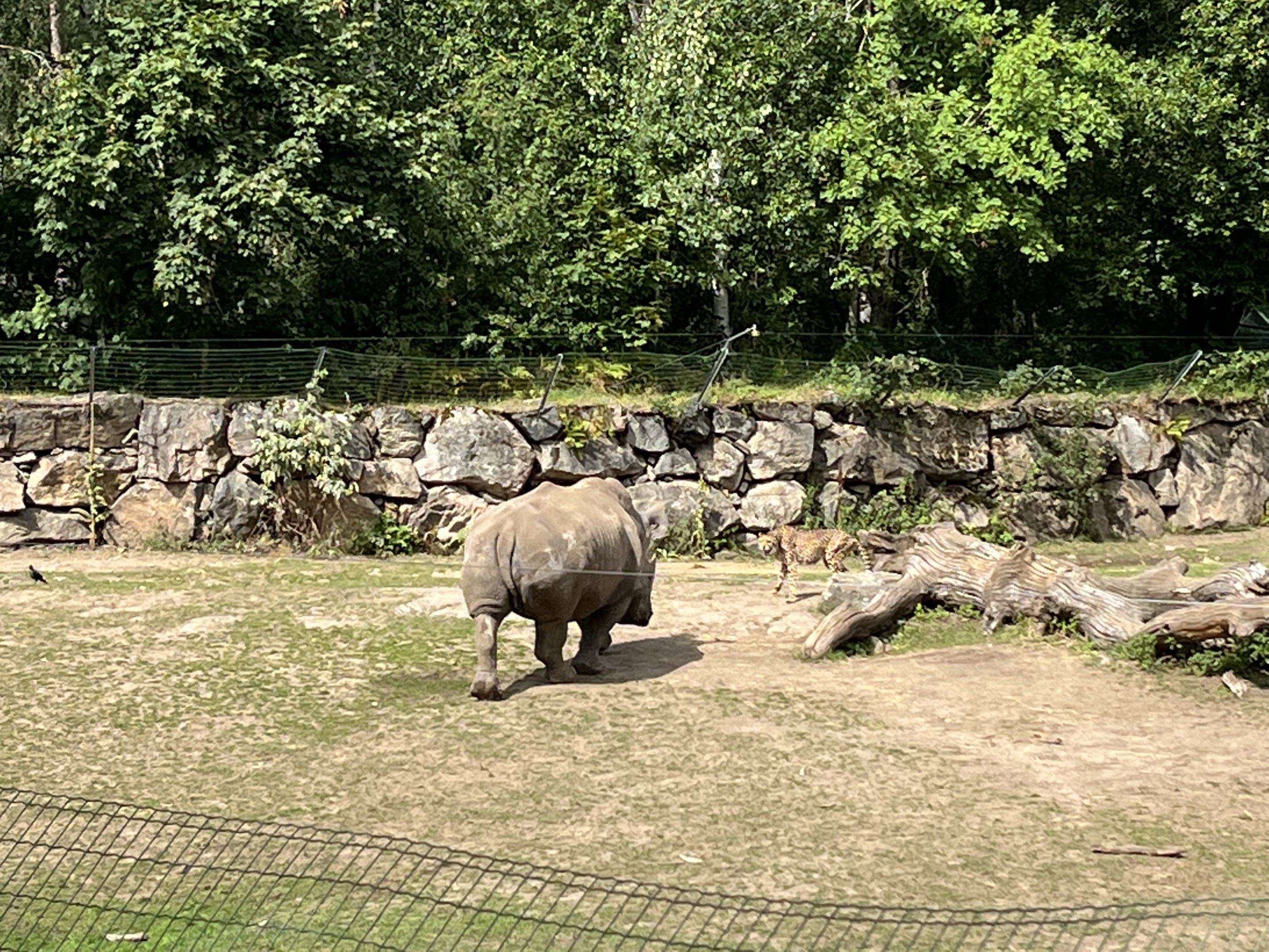 White Rhino charging Cheetah
