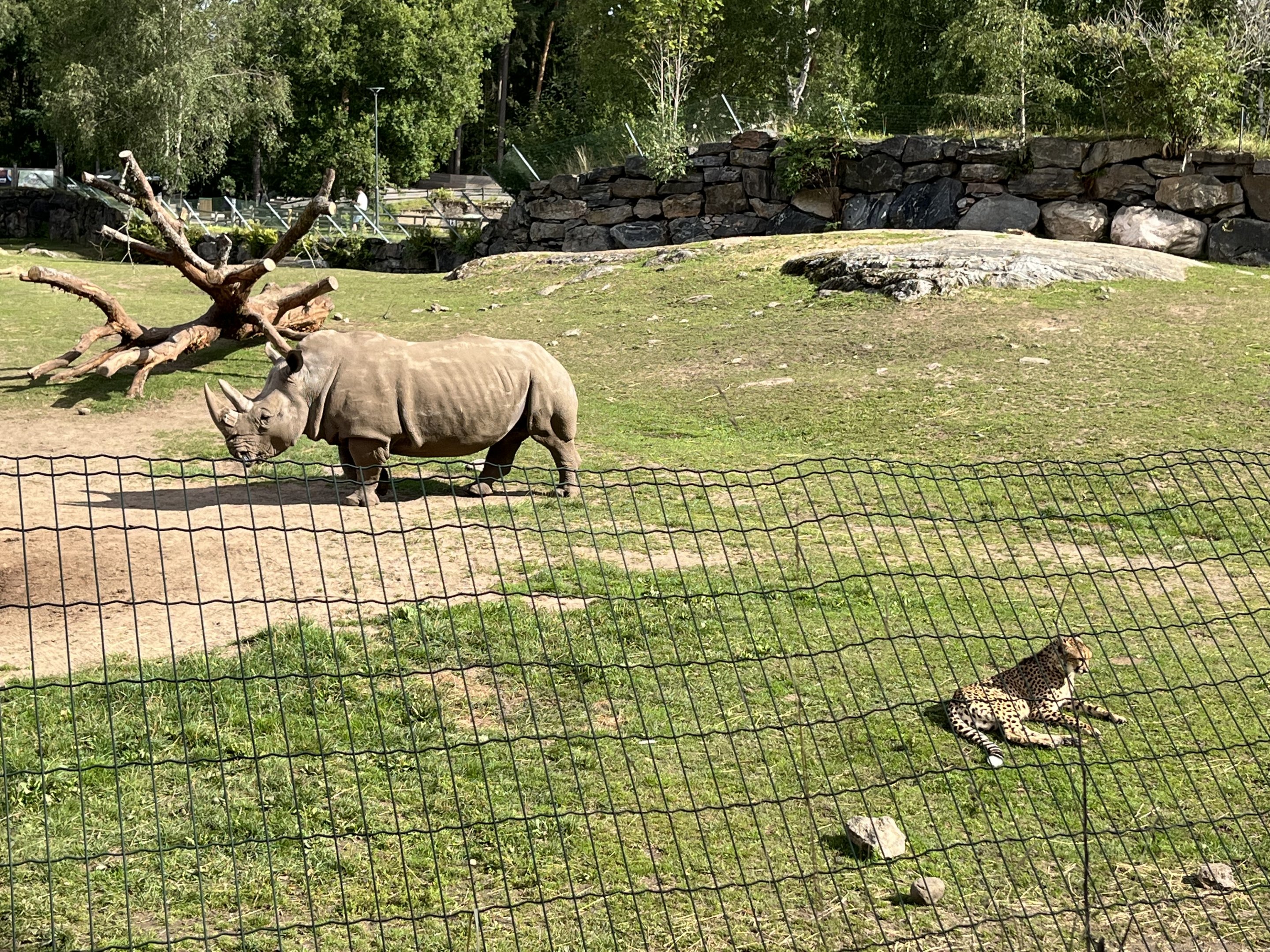 White Rhino/Cheetah Exhibit