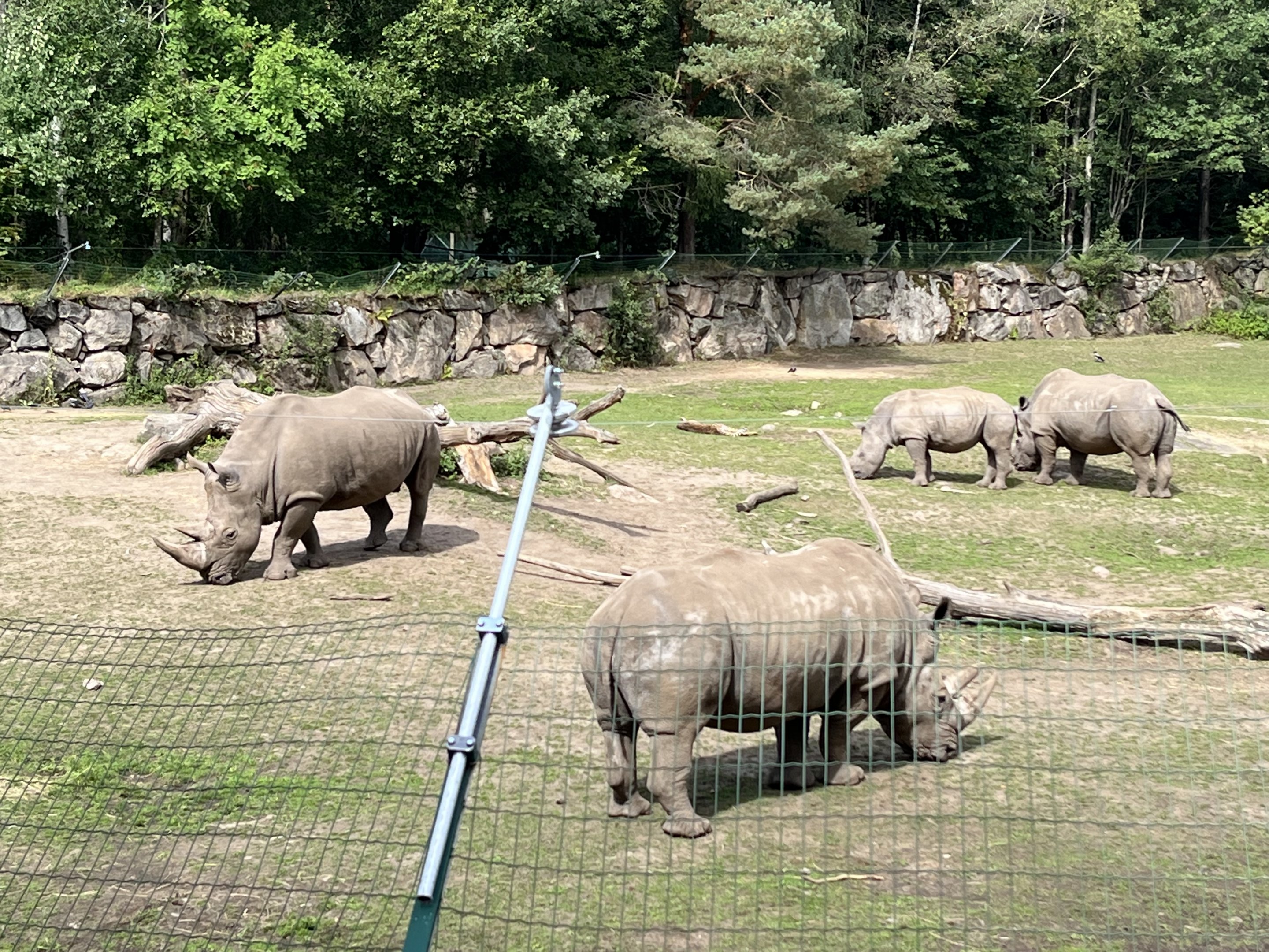 White Rhino/Cheetah Exhibit