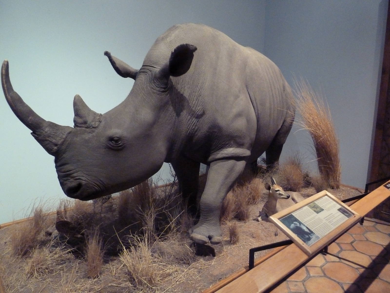 White Rhino + Common Duiker