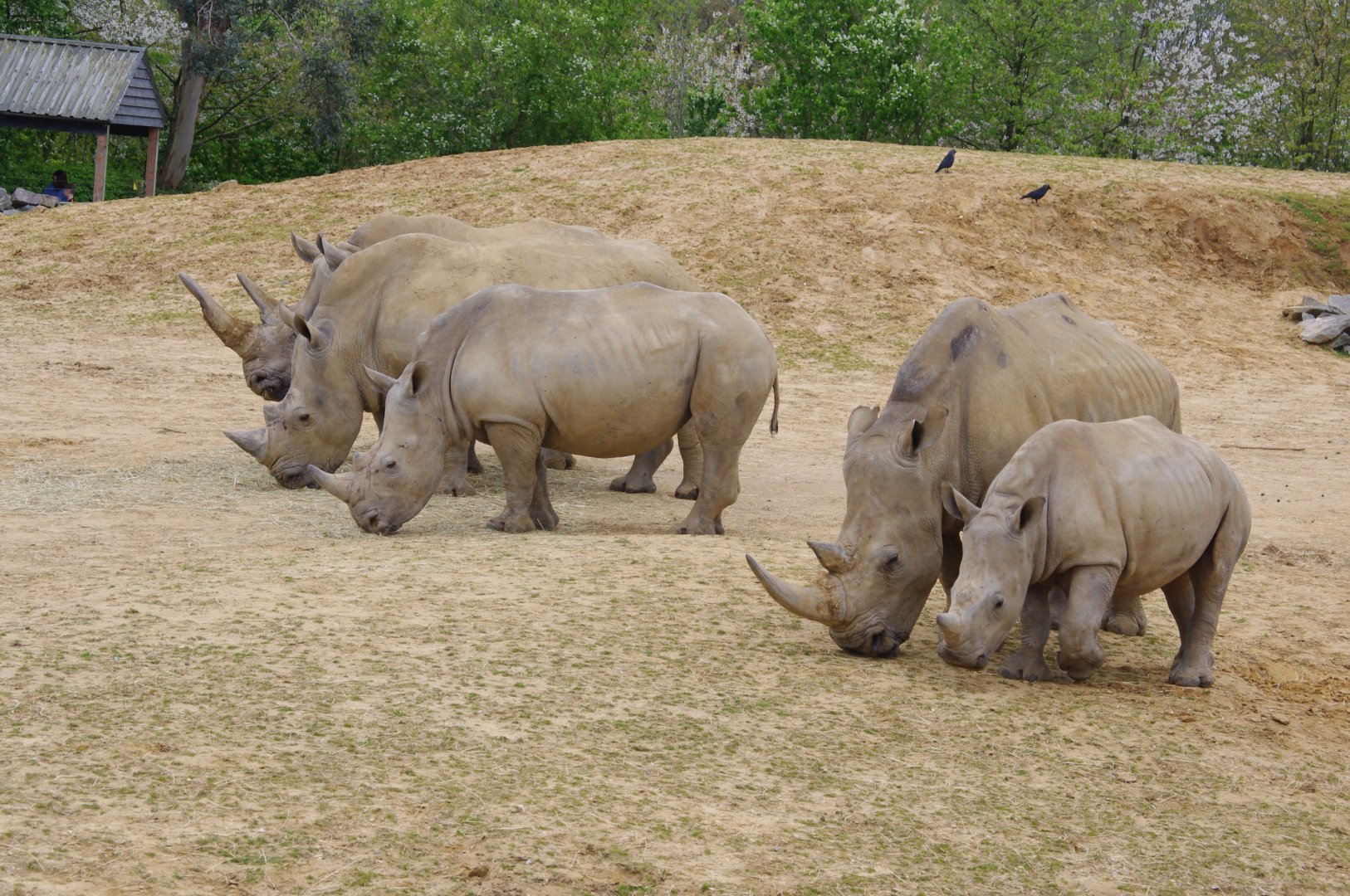 White Rhino crash- 11/4/2024