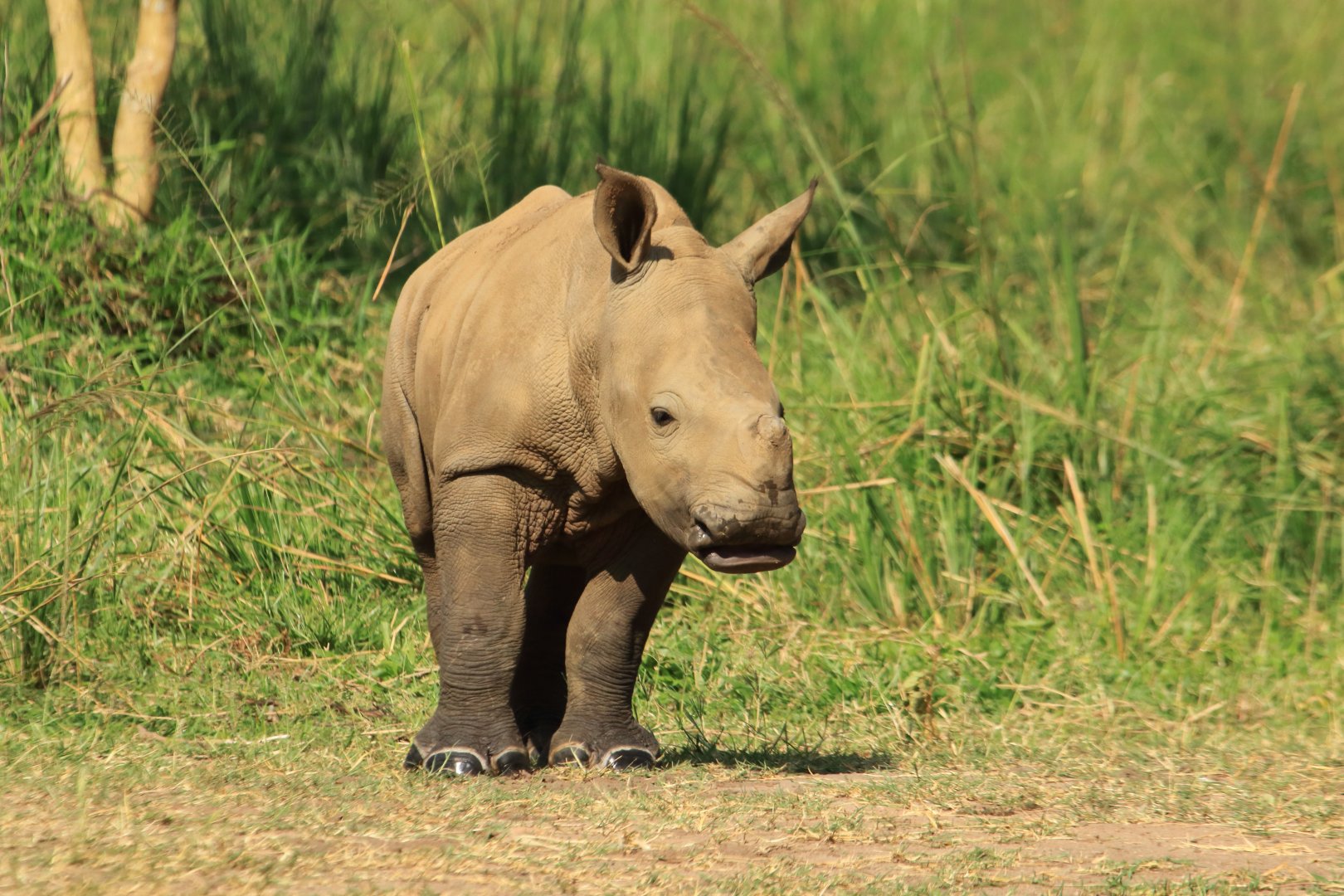 White Rhino (December 2019)