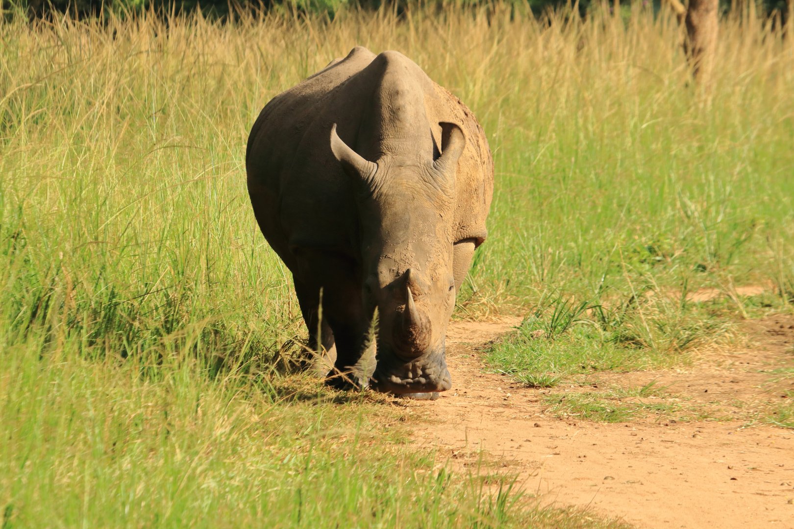 White rhino (December 2019)