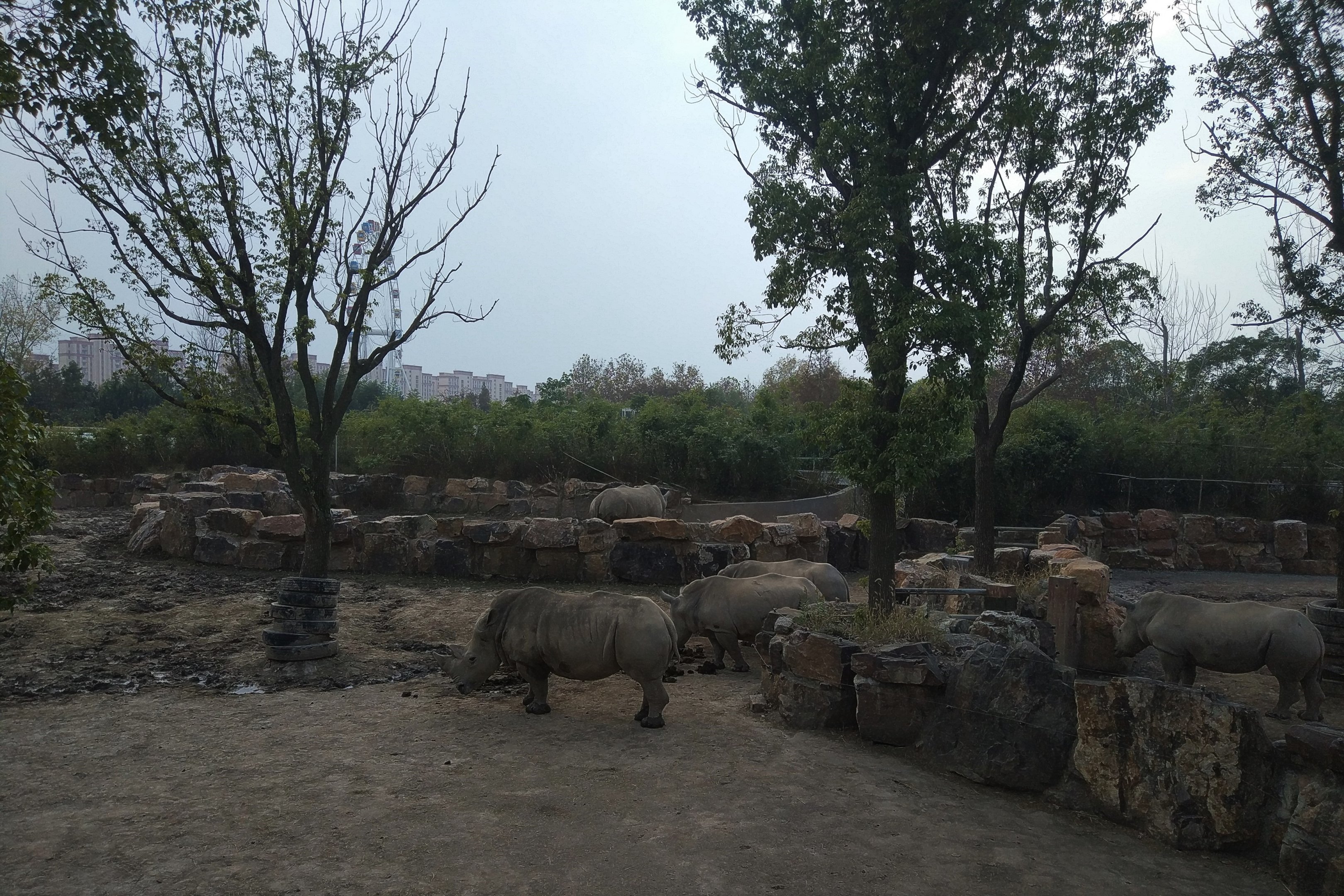 White Rhino Drive-Through
