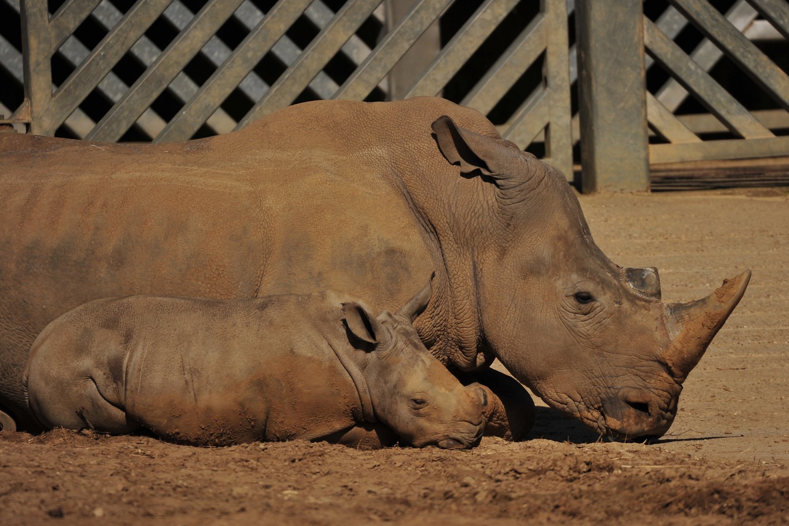 White Rhino Emily and Lottie
