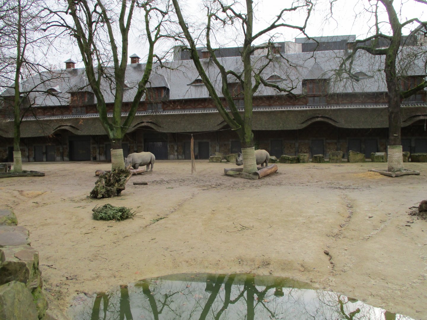 White rhino enclosure (02/02/2022)